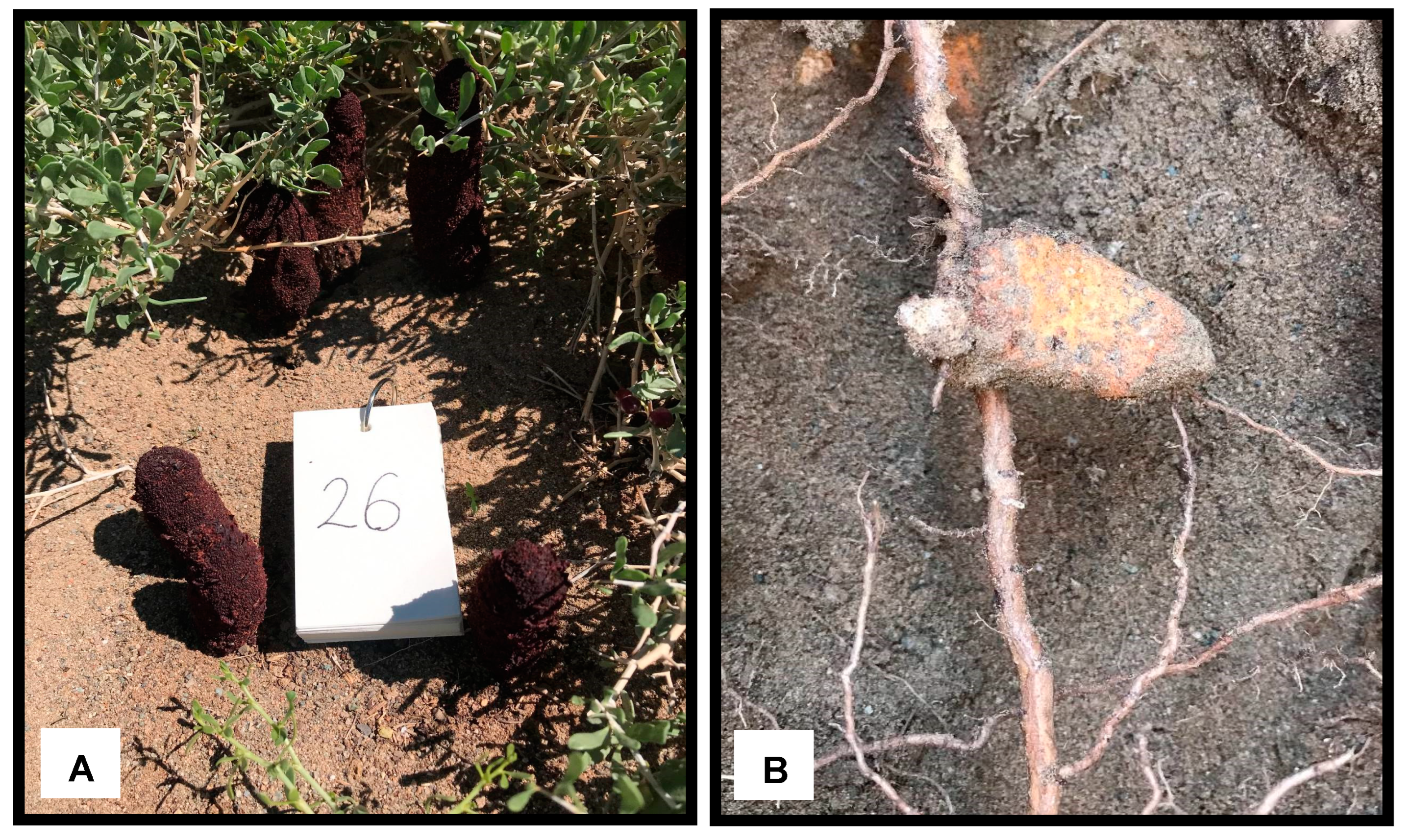 Diversity 16 00122 g001