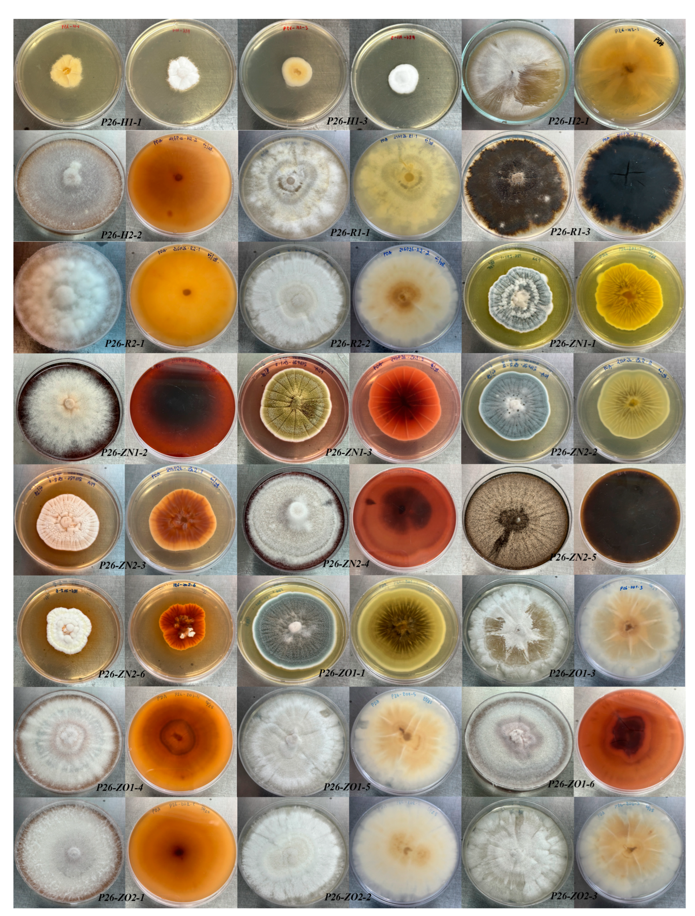 Diversity 16 00122 g002