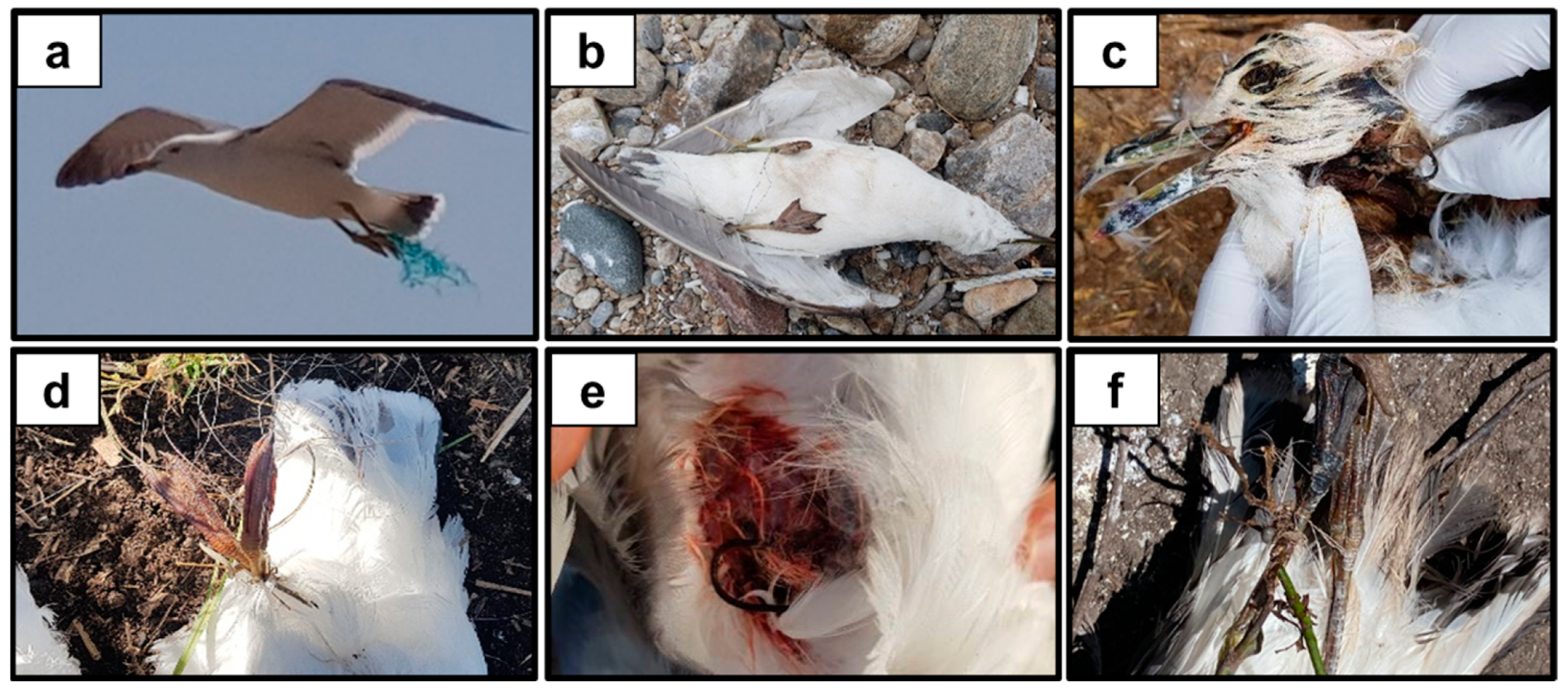 Diversity 16 00124 g003 Diversity 16 00124 g003