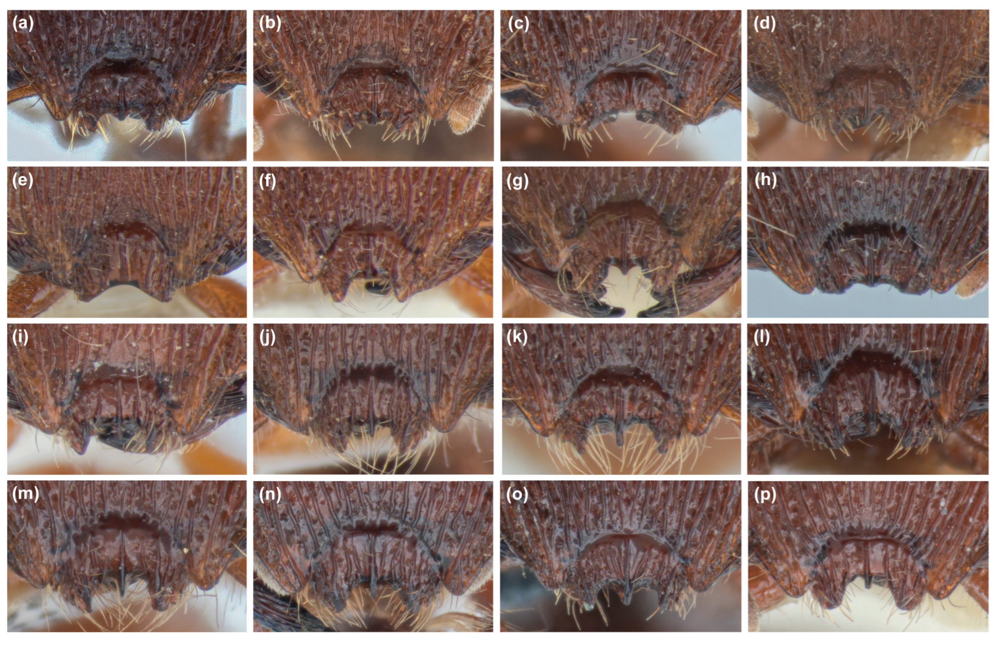 Diversity 16 00126 g002