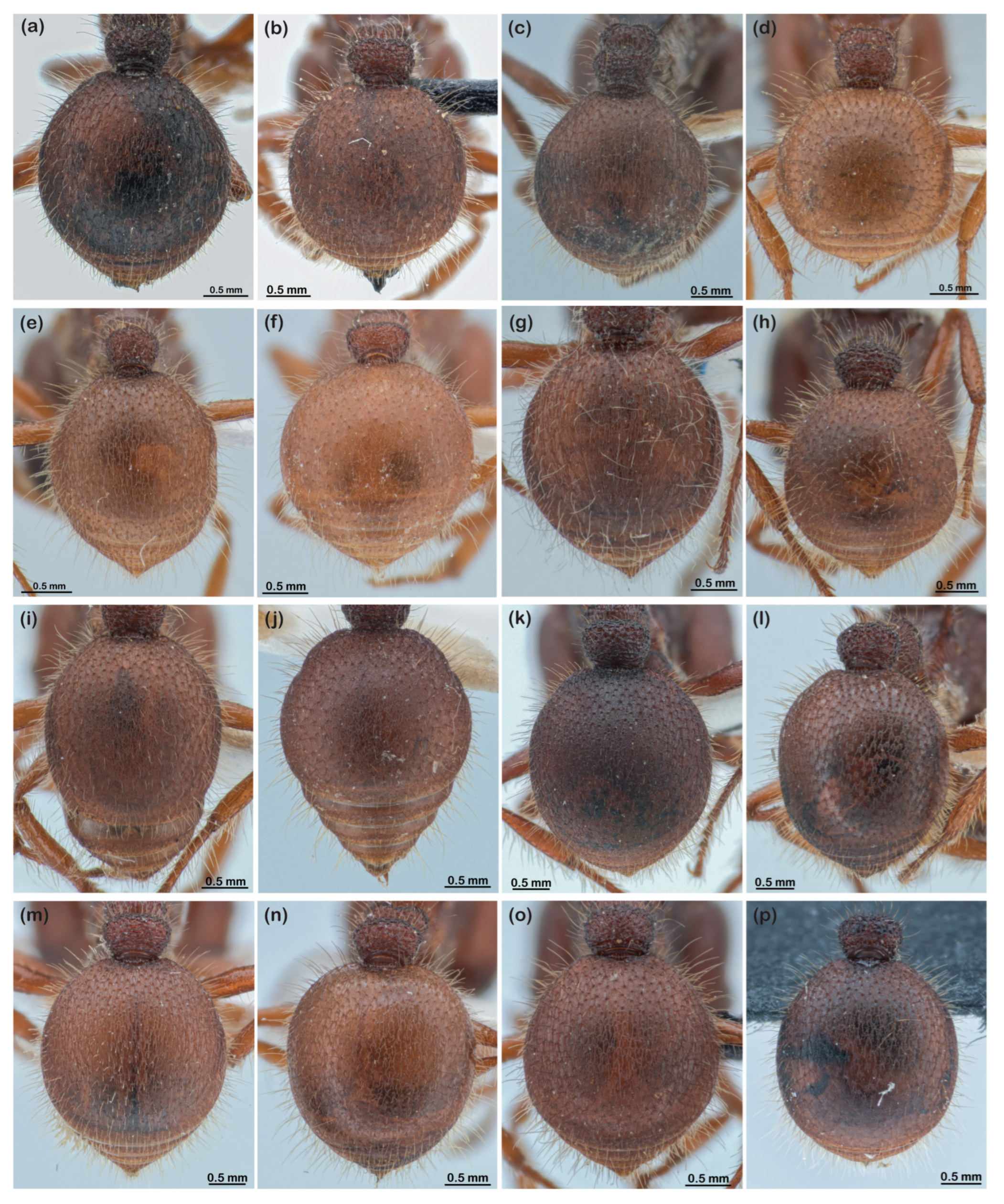 Diversity 16 00126 g004