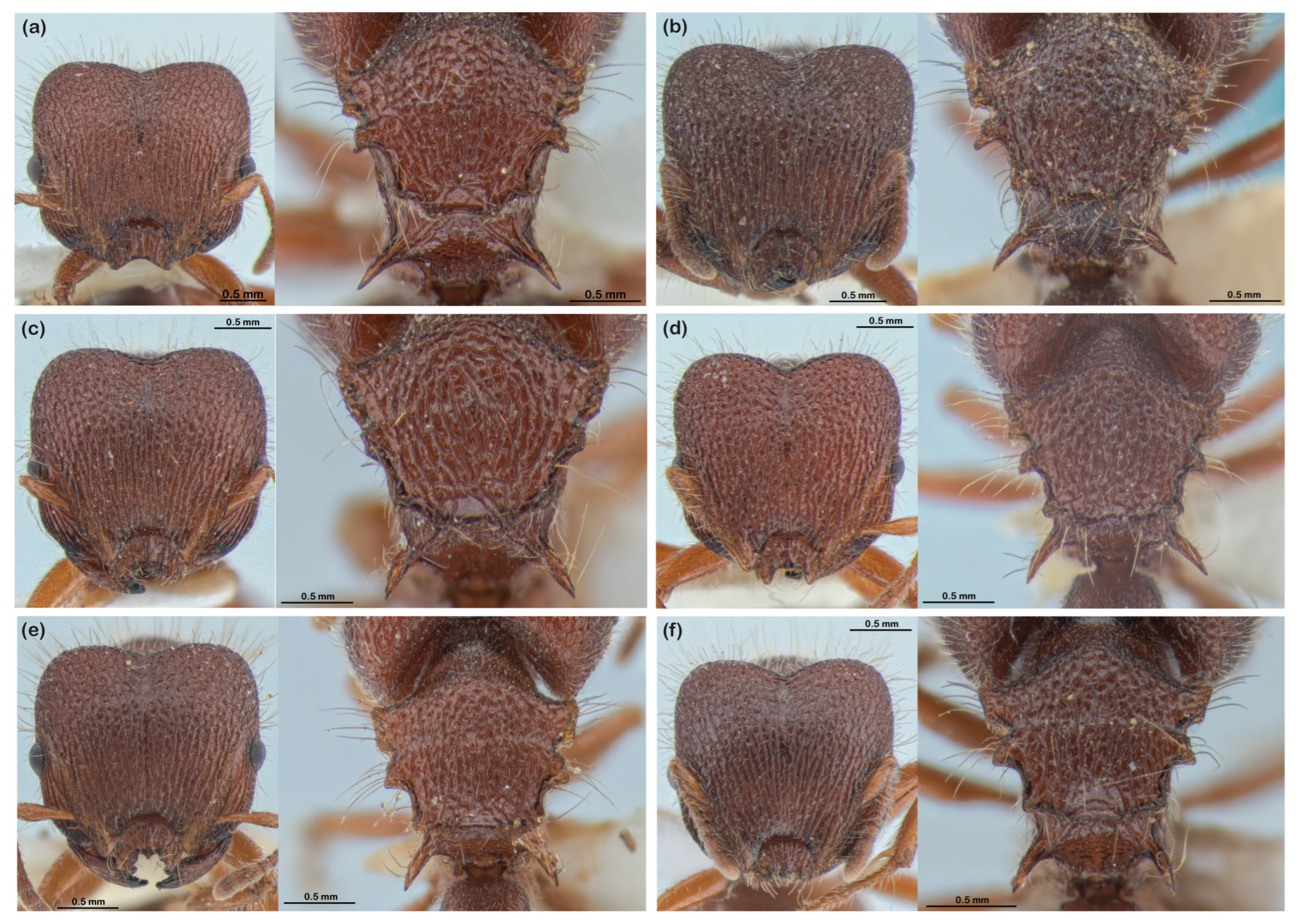 Diversity 16 00126 g009