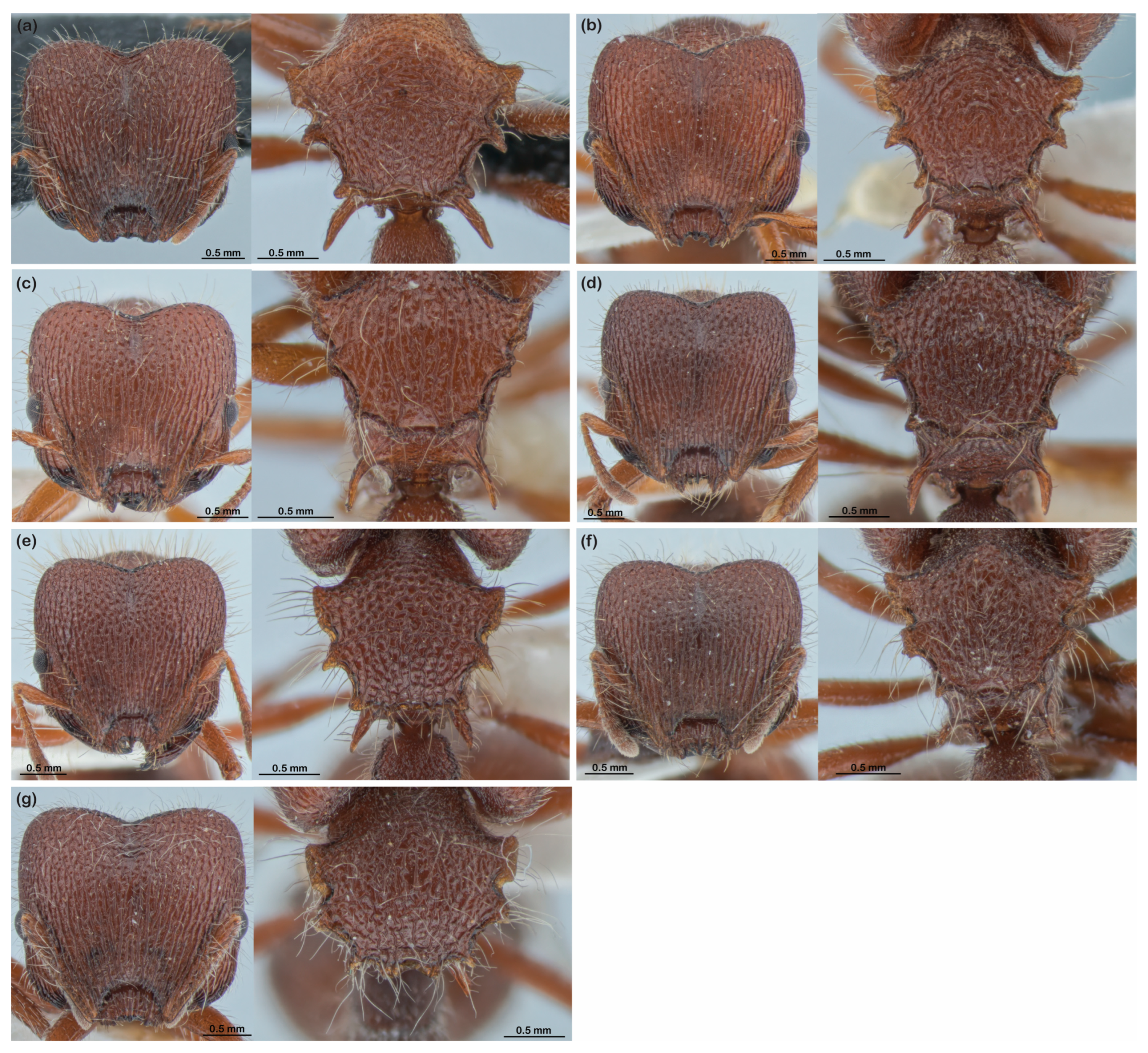 Diversity 16 00126 g010