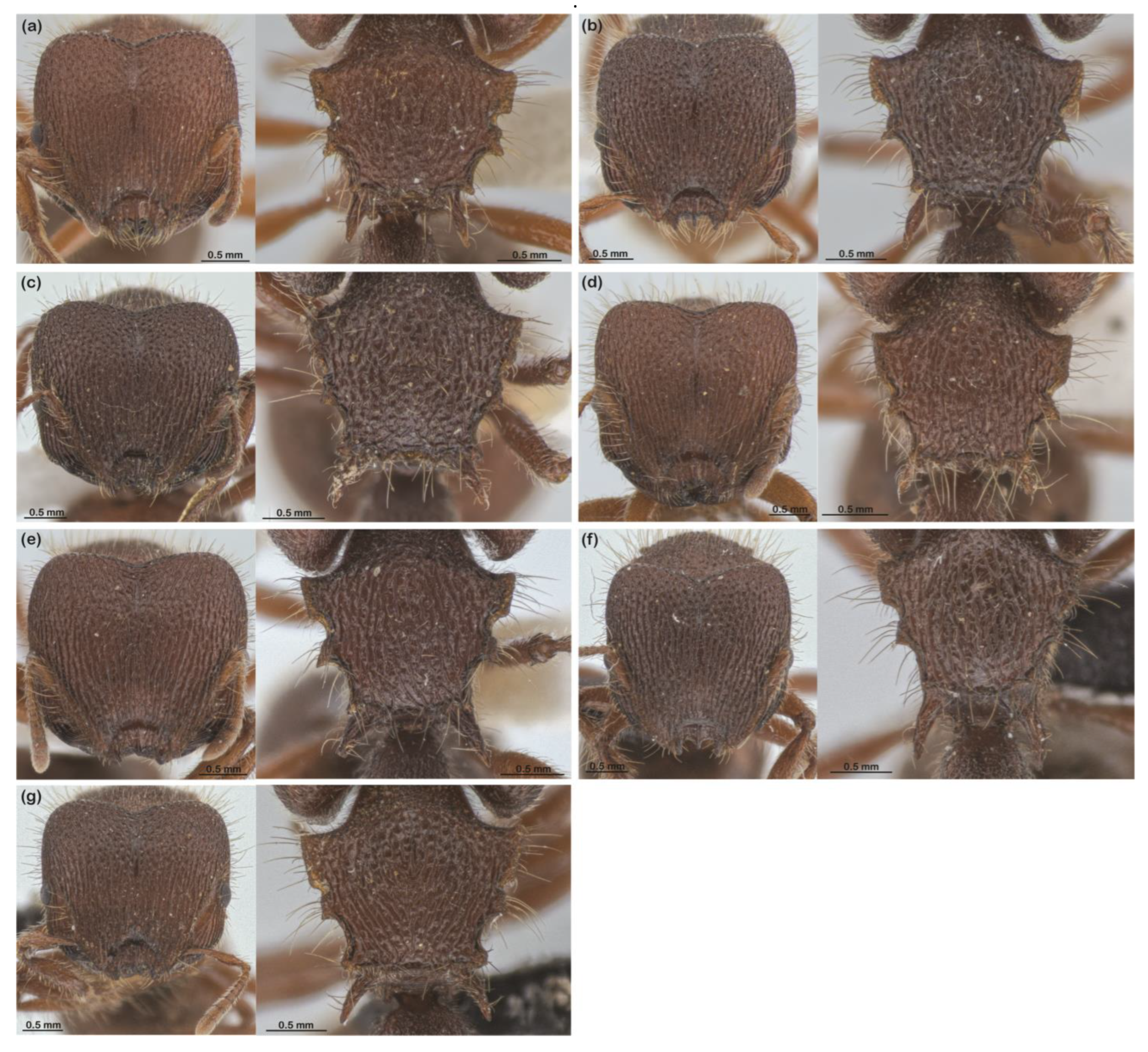 Diversity 16 00126 g011