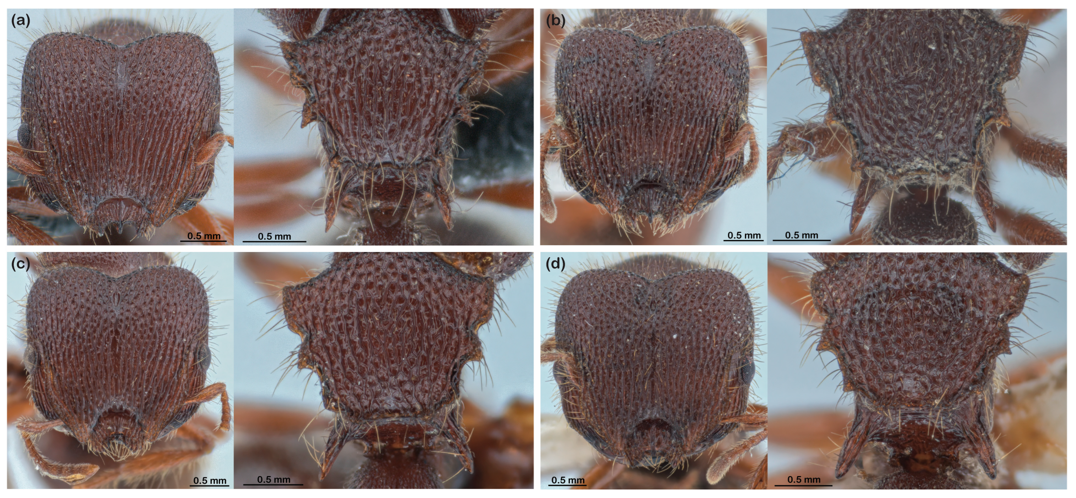 Diversity 16 00126 g013