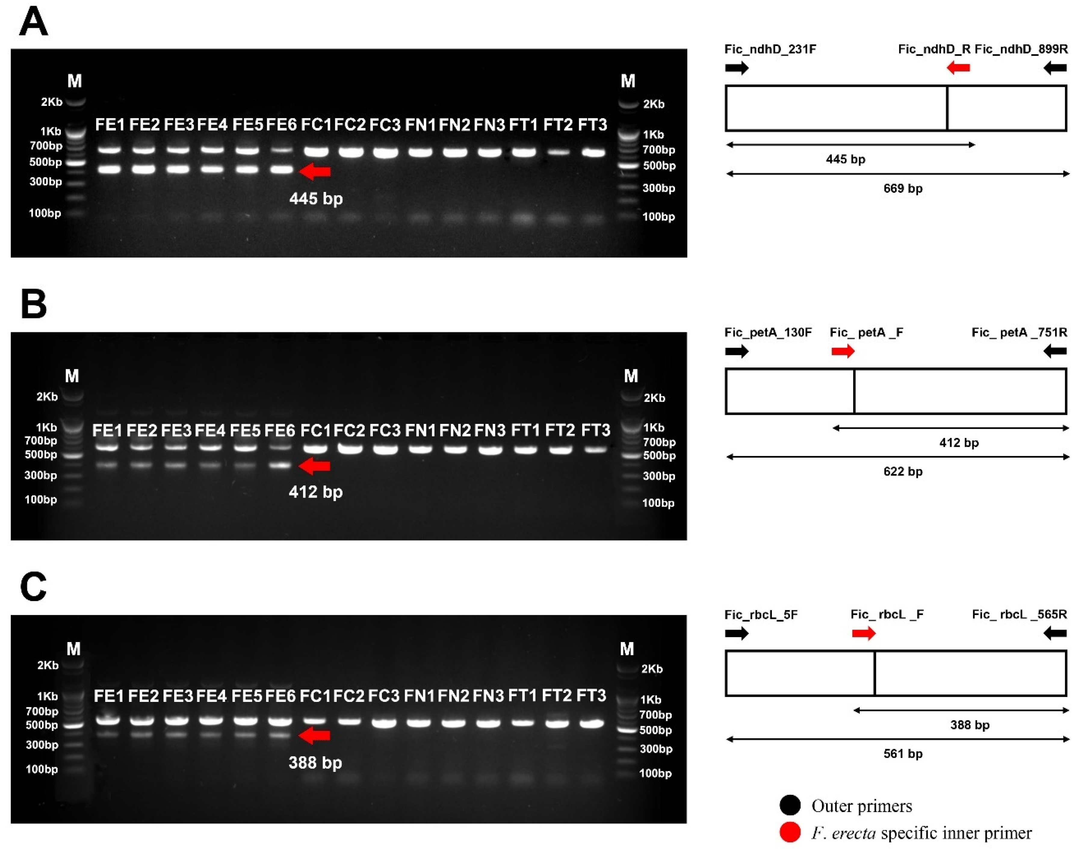 Diversity 16 00129 g005