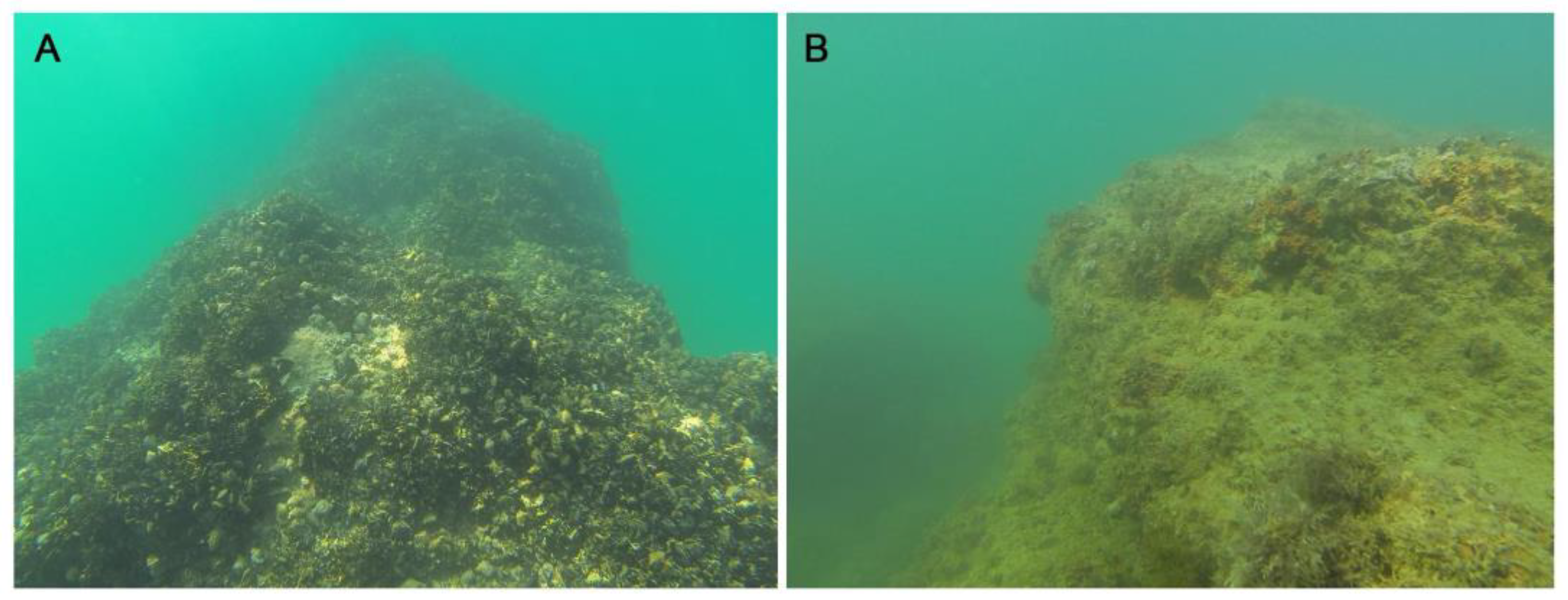 Diversity 16 00130 g003