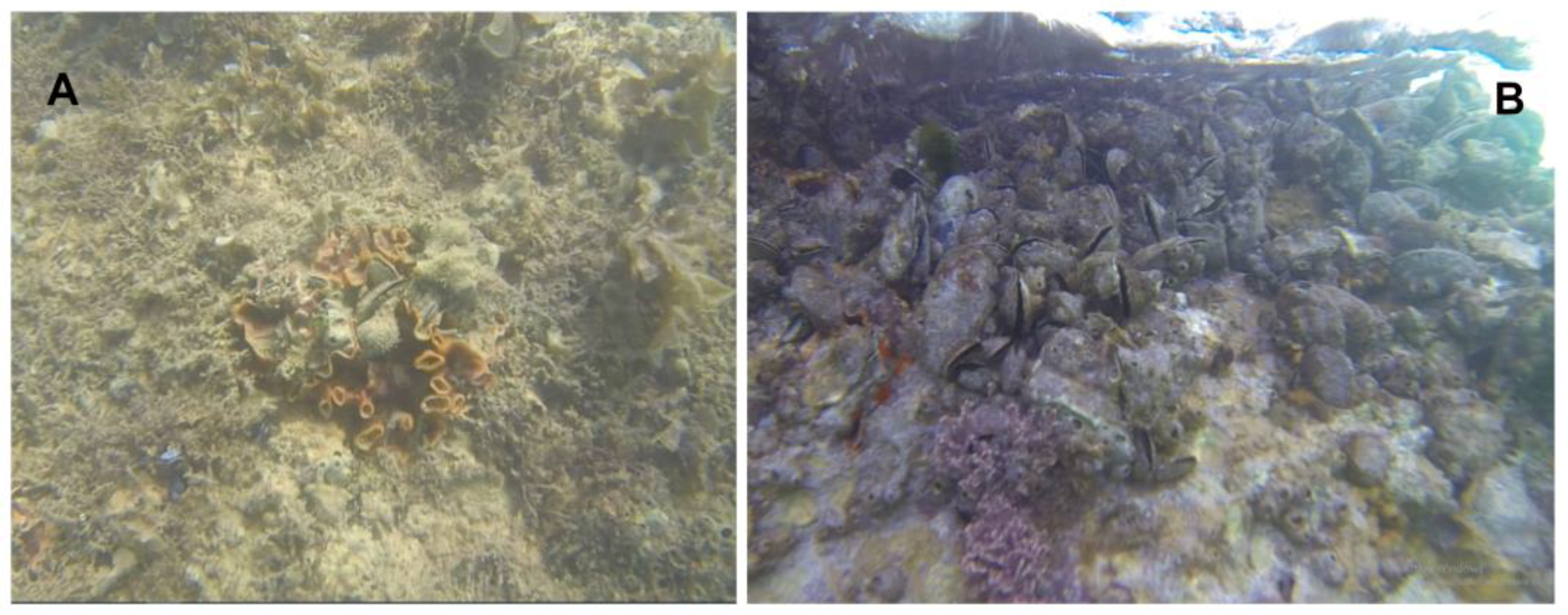 Diversity 16 00130 g004