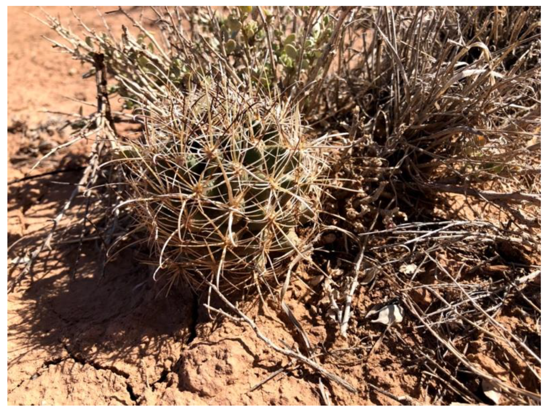 Diversity 16 00133 g003