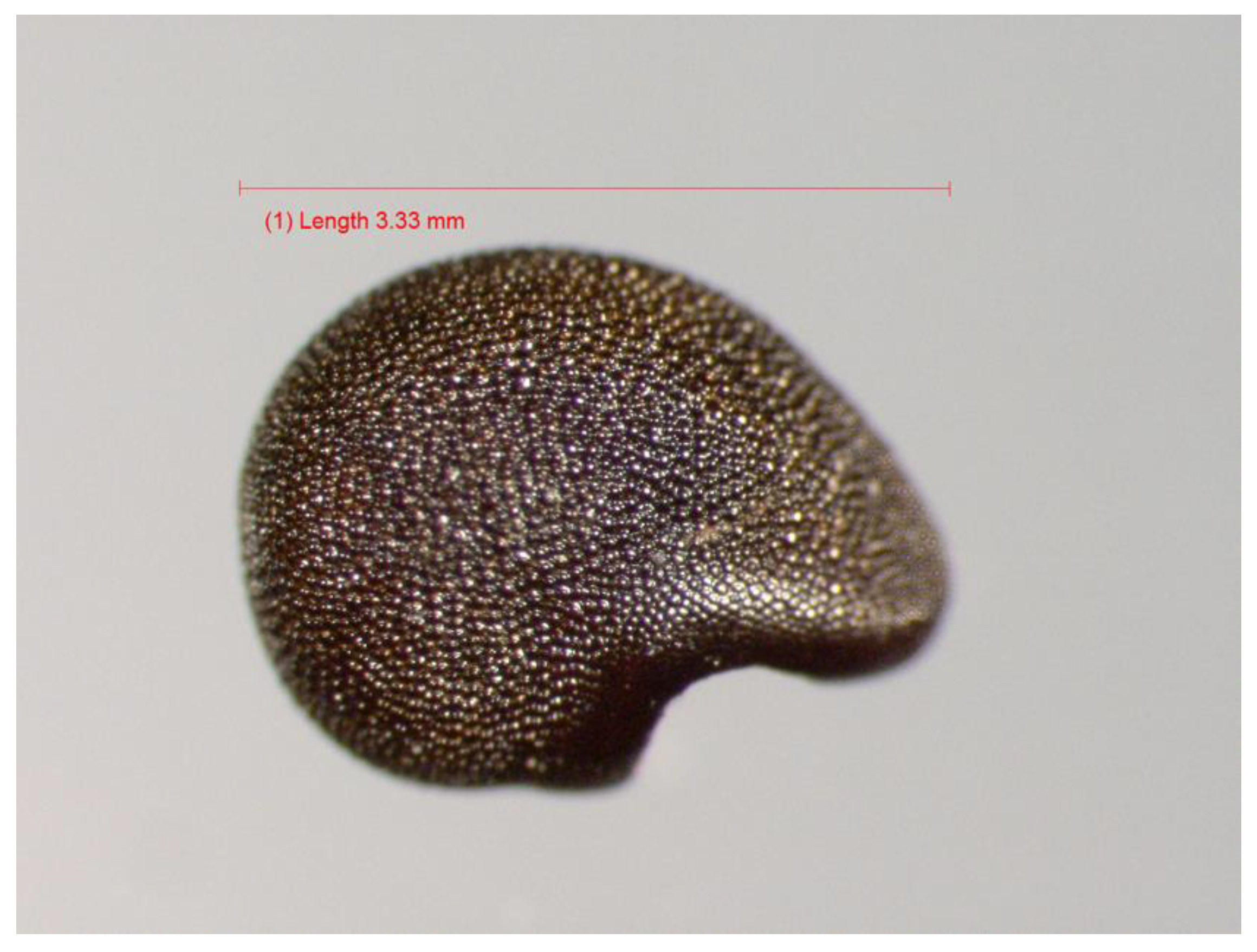 Diversity 16 00133 g004