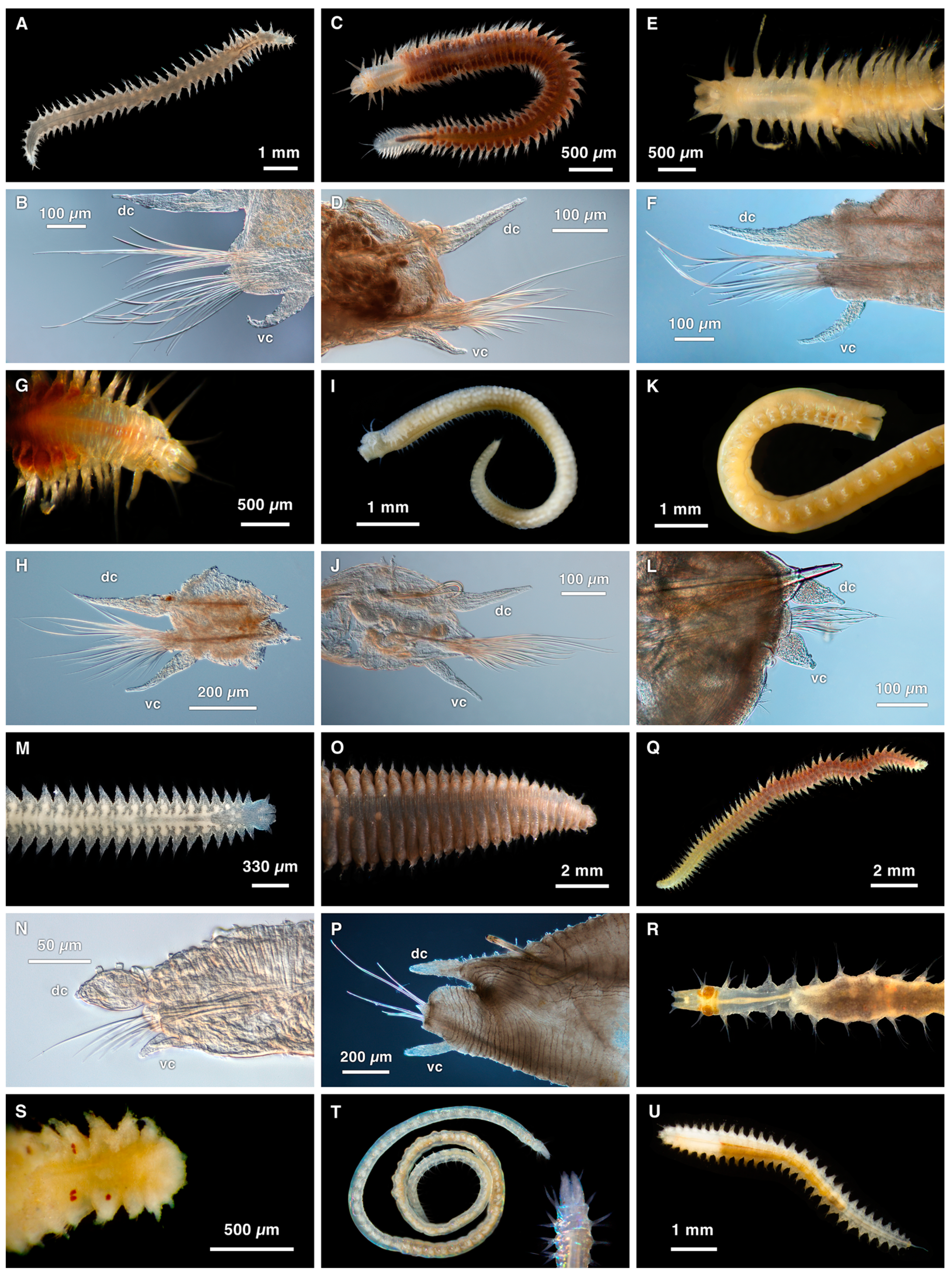 Diversity 16 00134 g001 Diversity 16 00134 g001