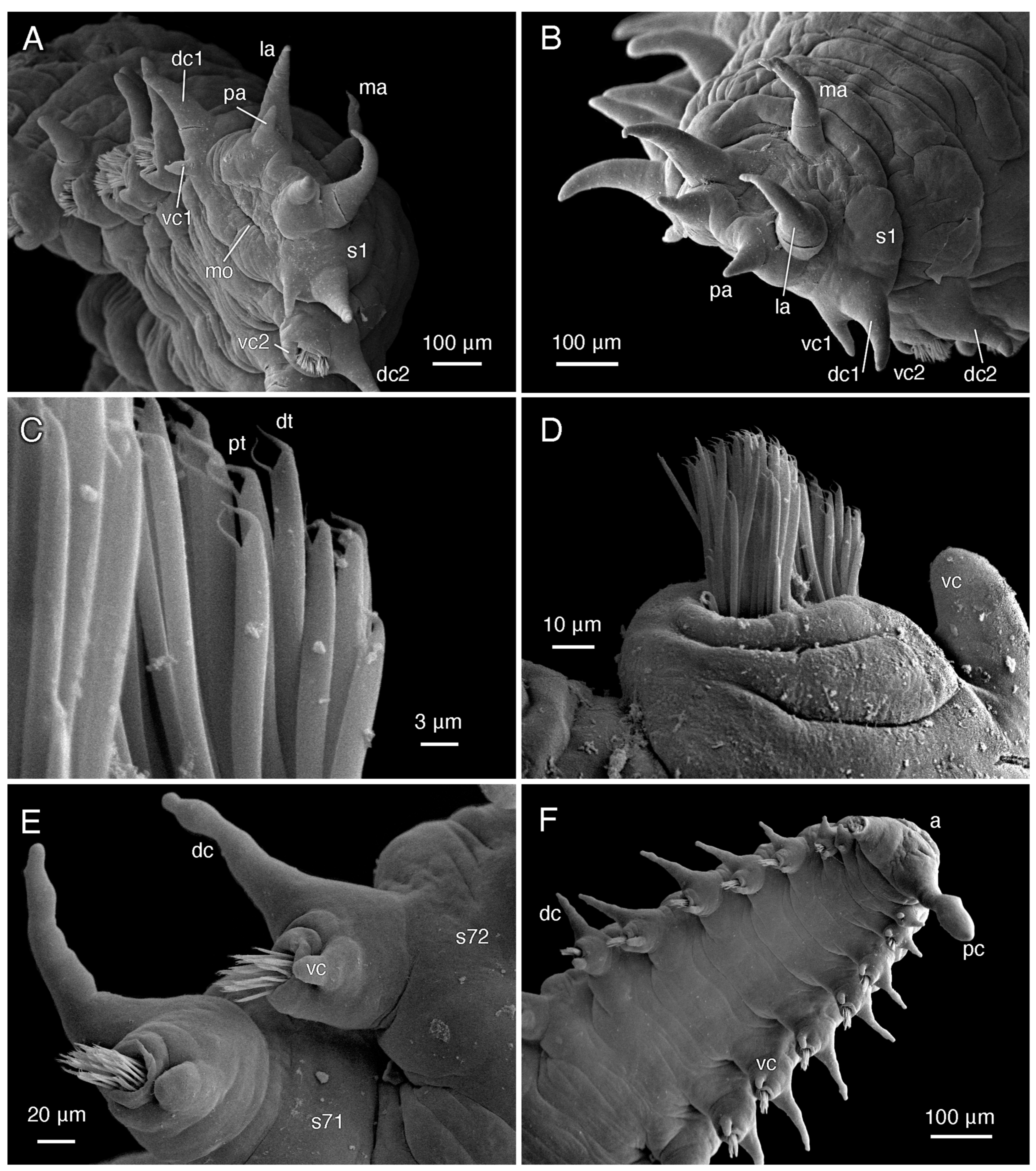 Diversity 16 00134 g008 Diversity 16 00134 g008