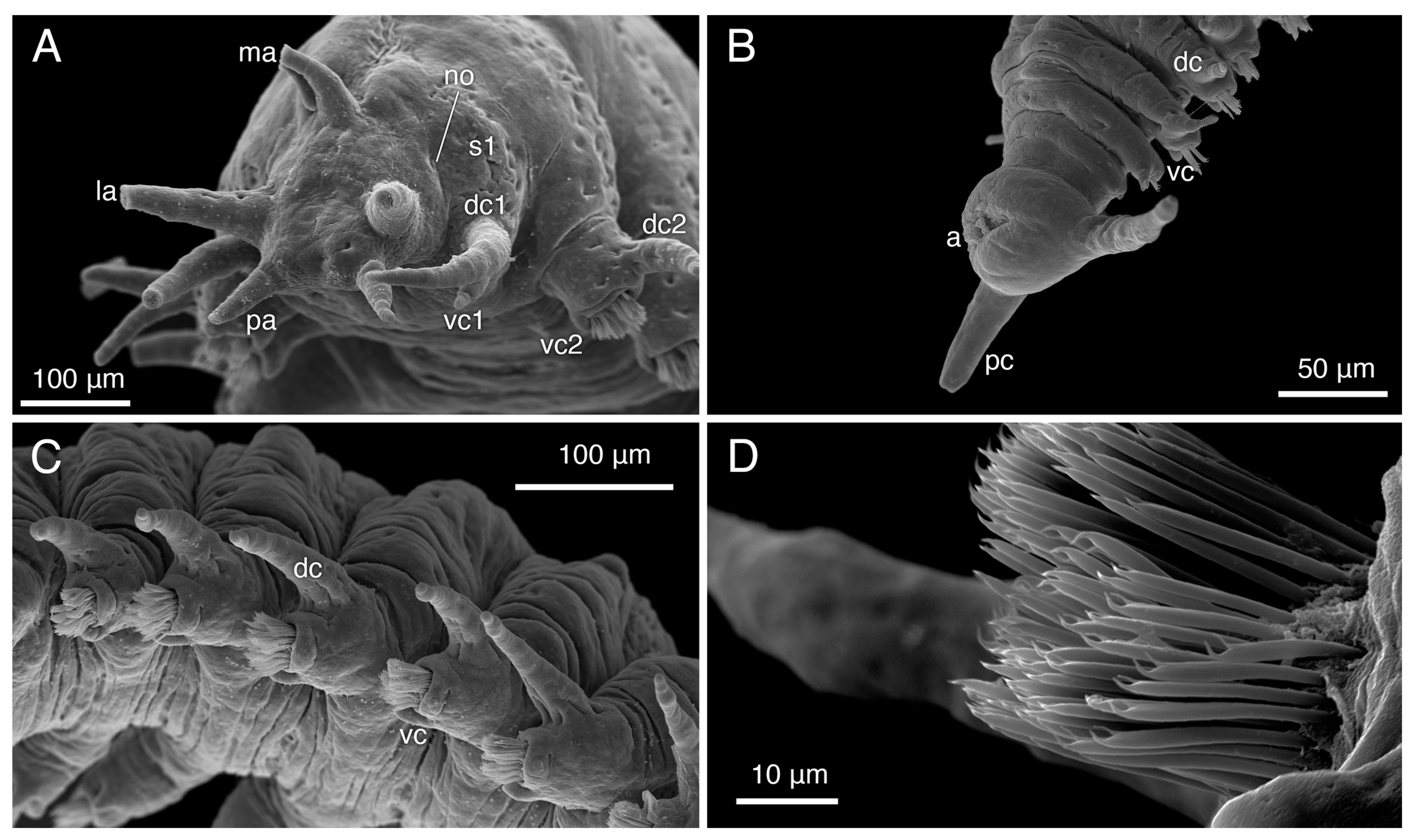 Diversity 16 00134 g009 Diversity 16 00134 g009
