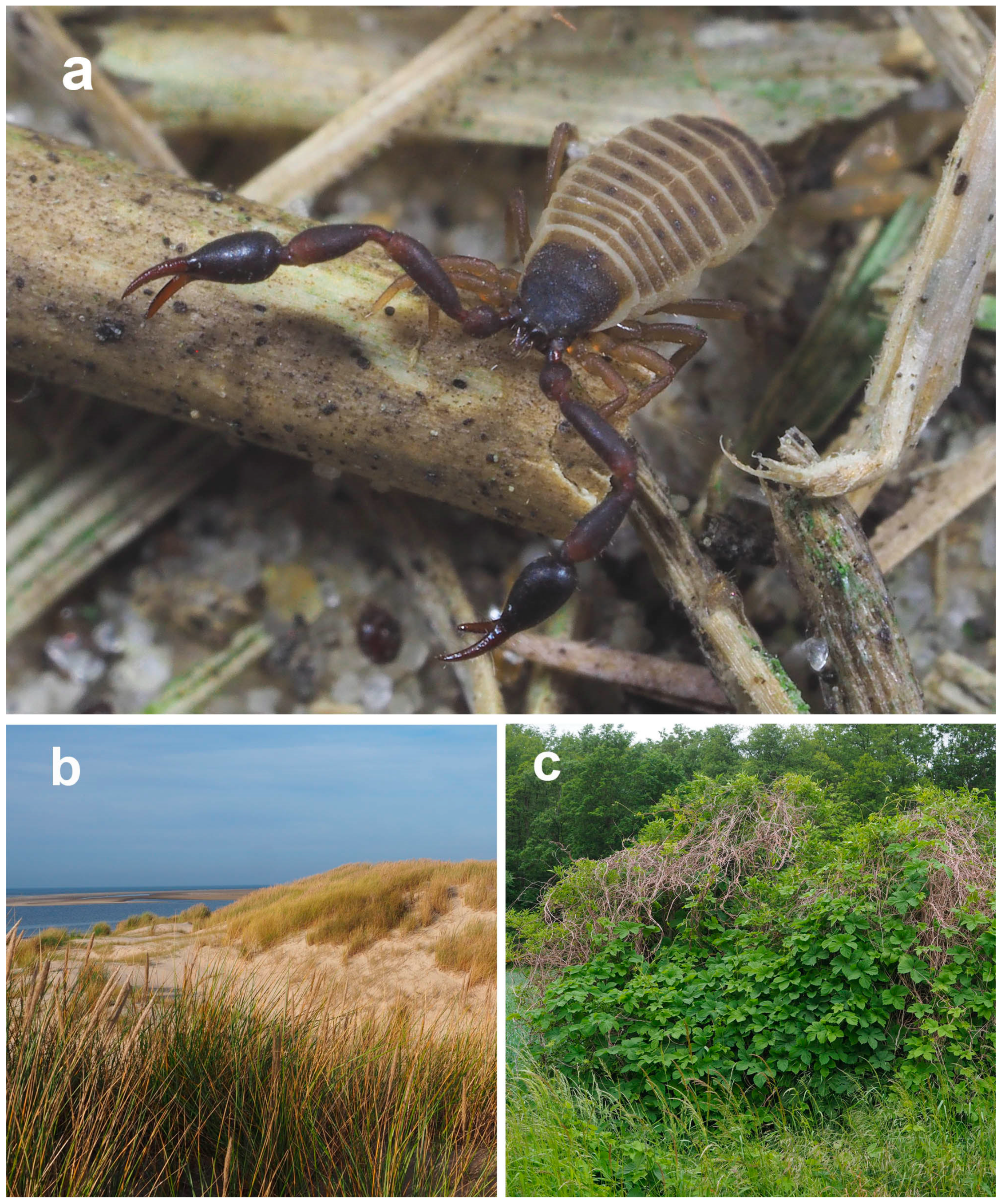 Diversity 16 00137 g002