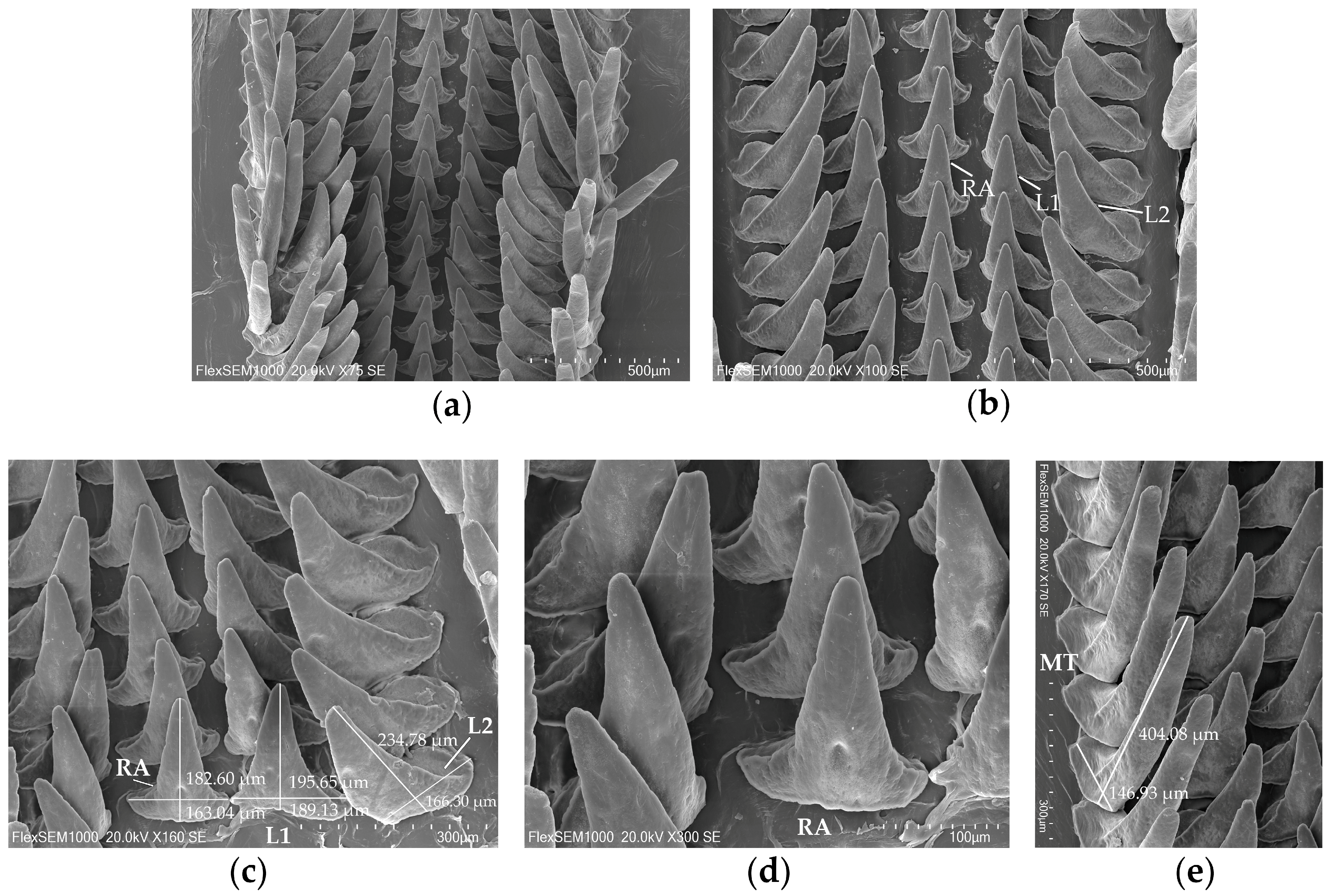 Diversity 16 00138 g005