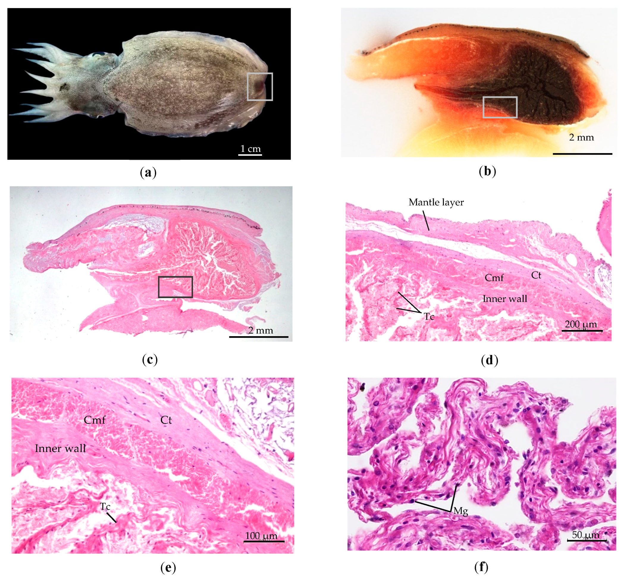 Diversity 16 00138 g009