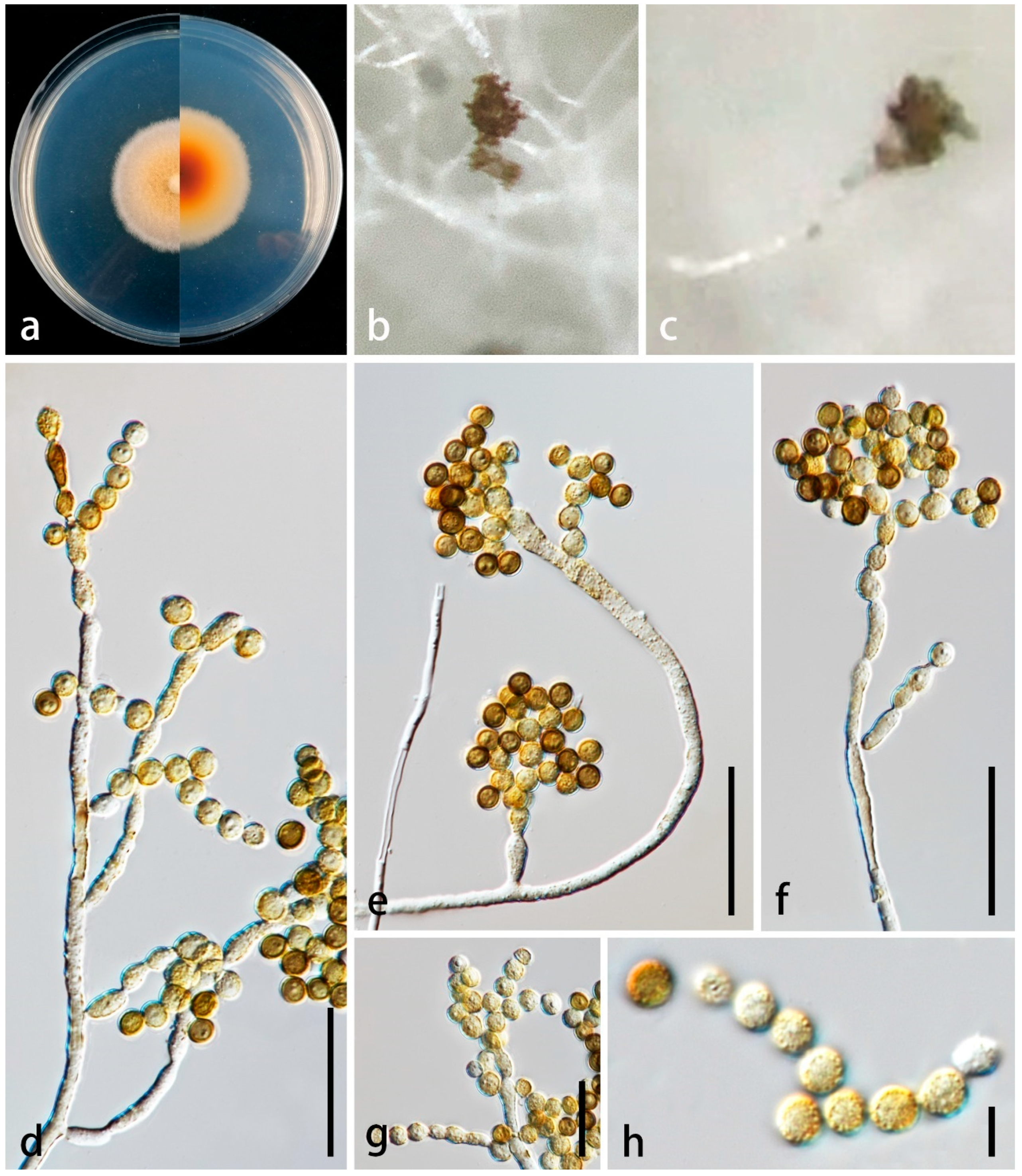 Diversity 16 00141 g002