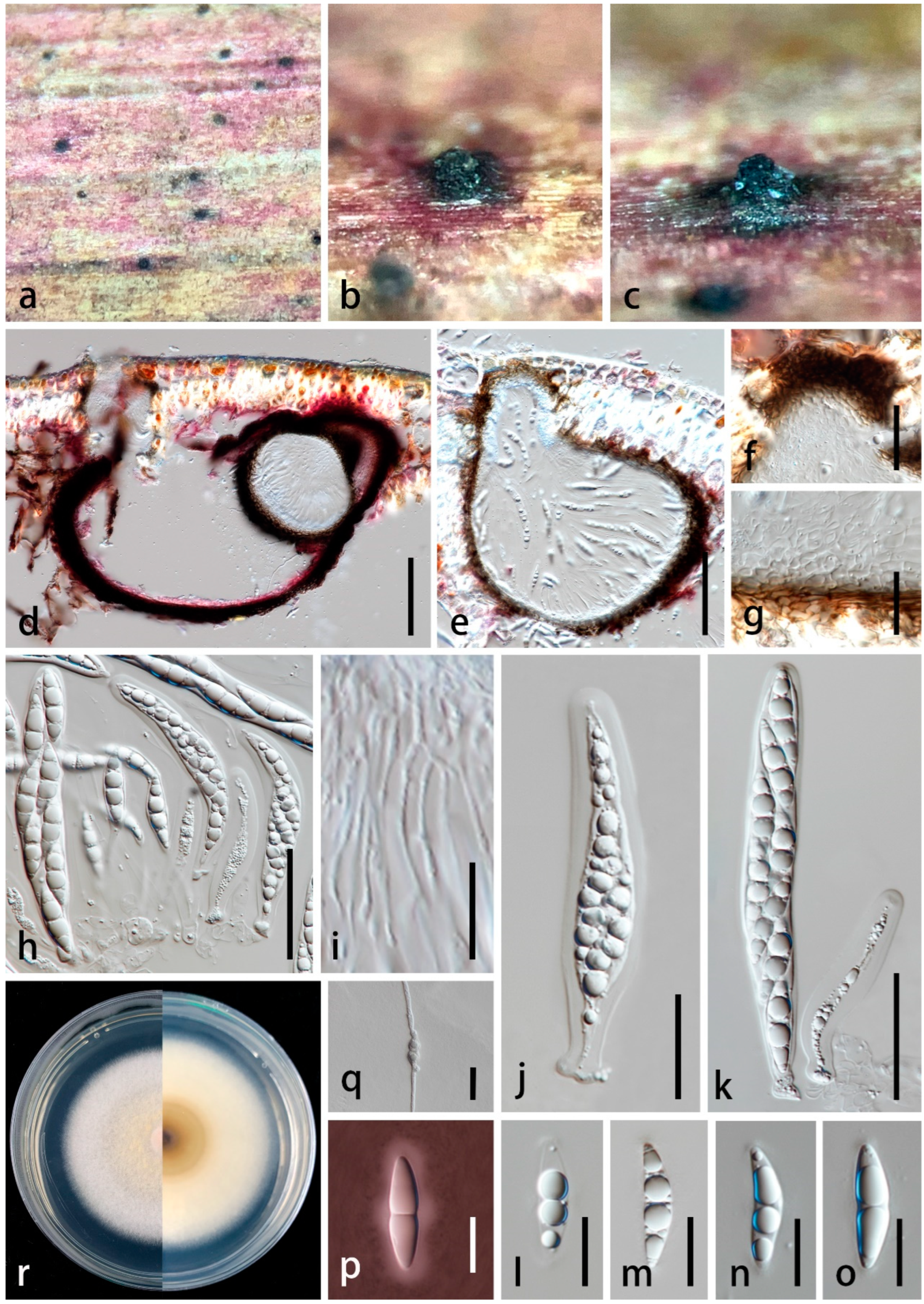 Diversity 16 00141 g003