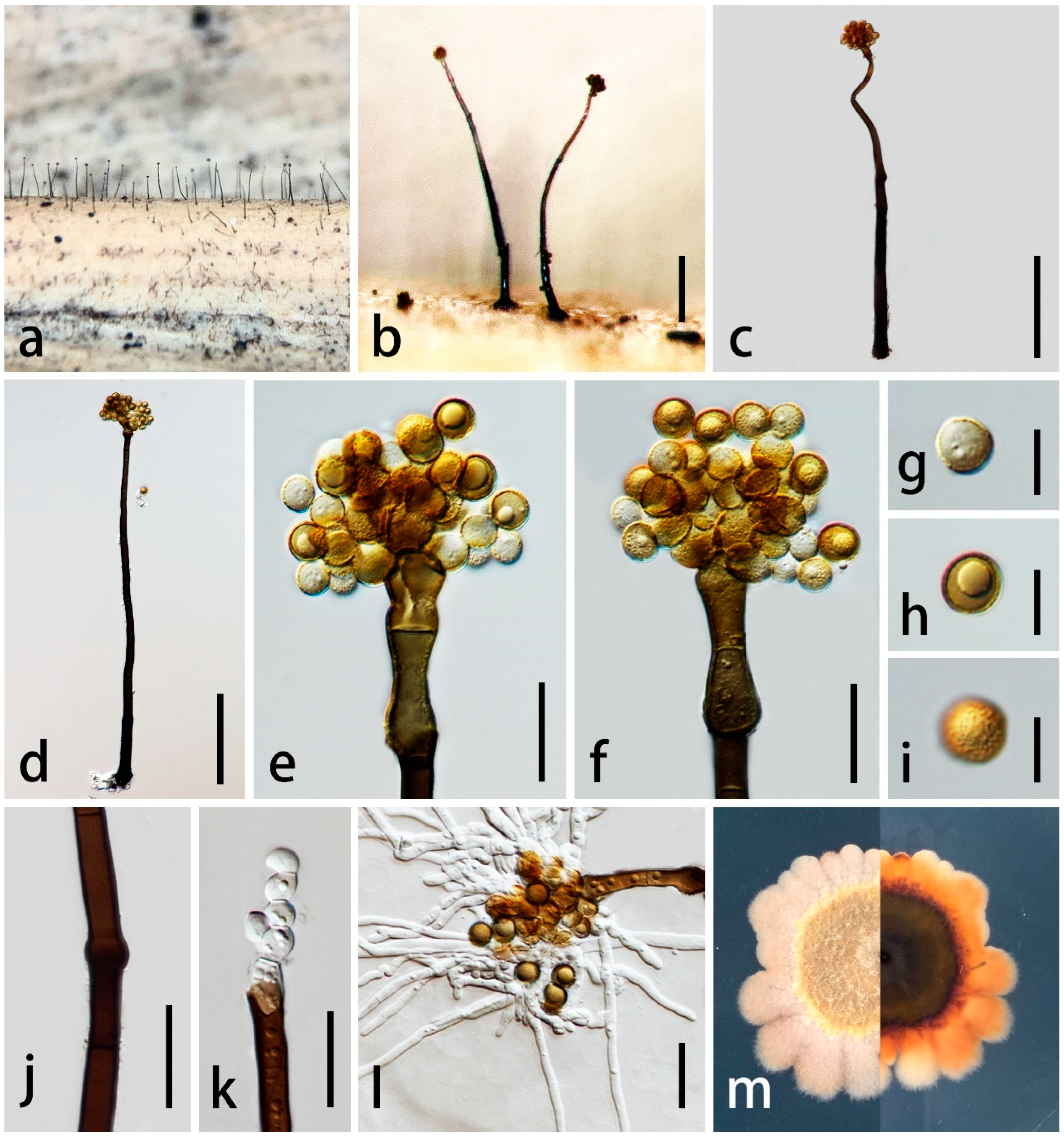 Diversity 16 00141 g005