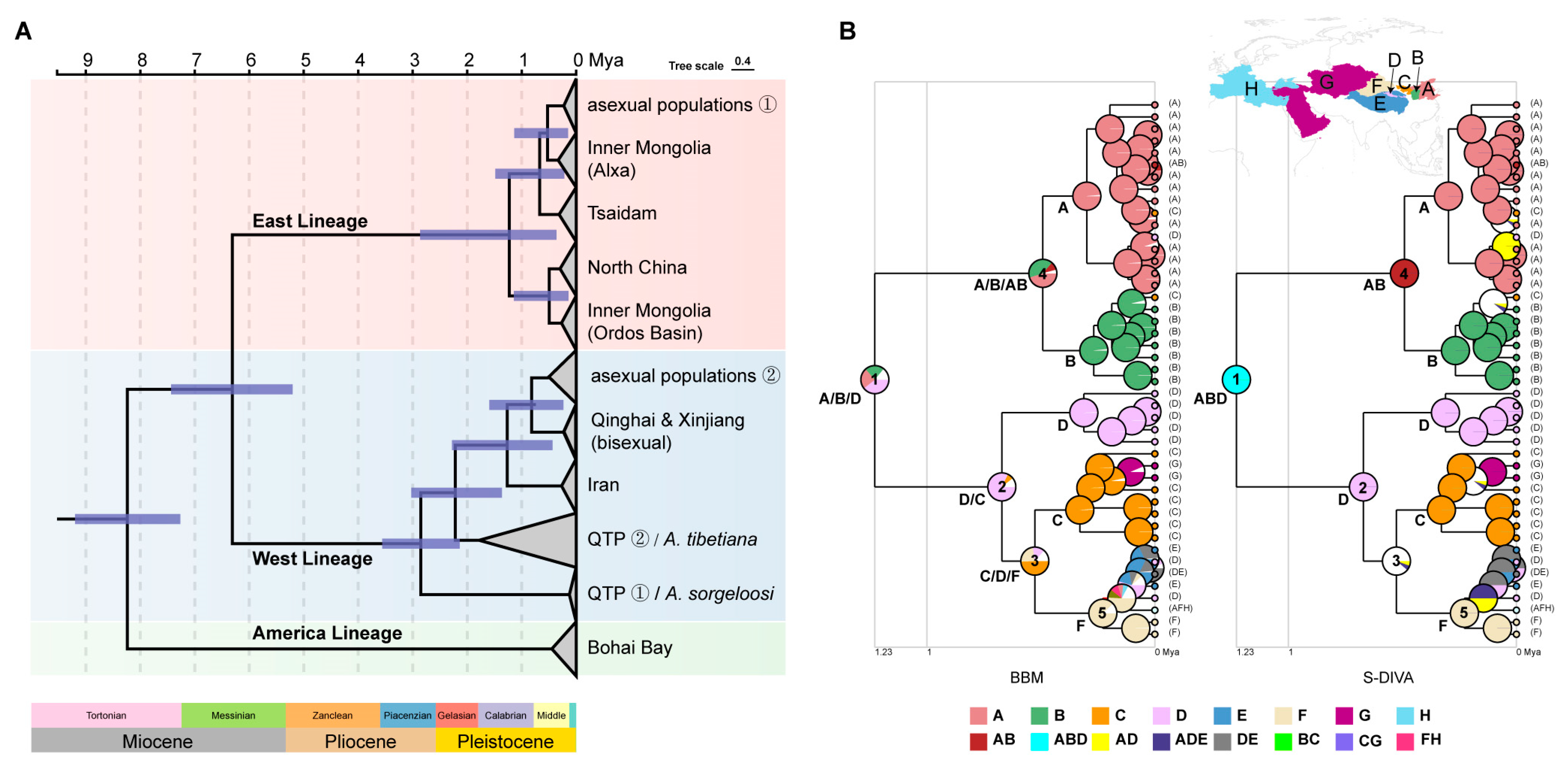 Diversity 16 00144 g006