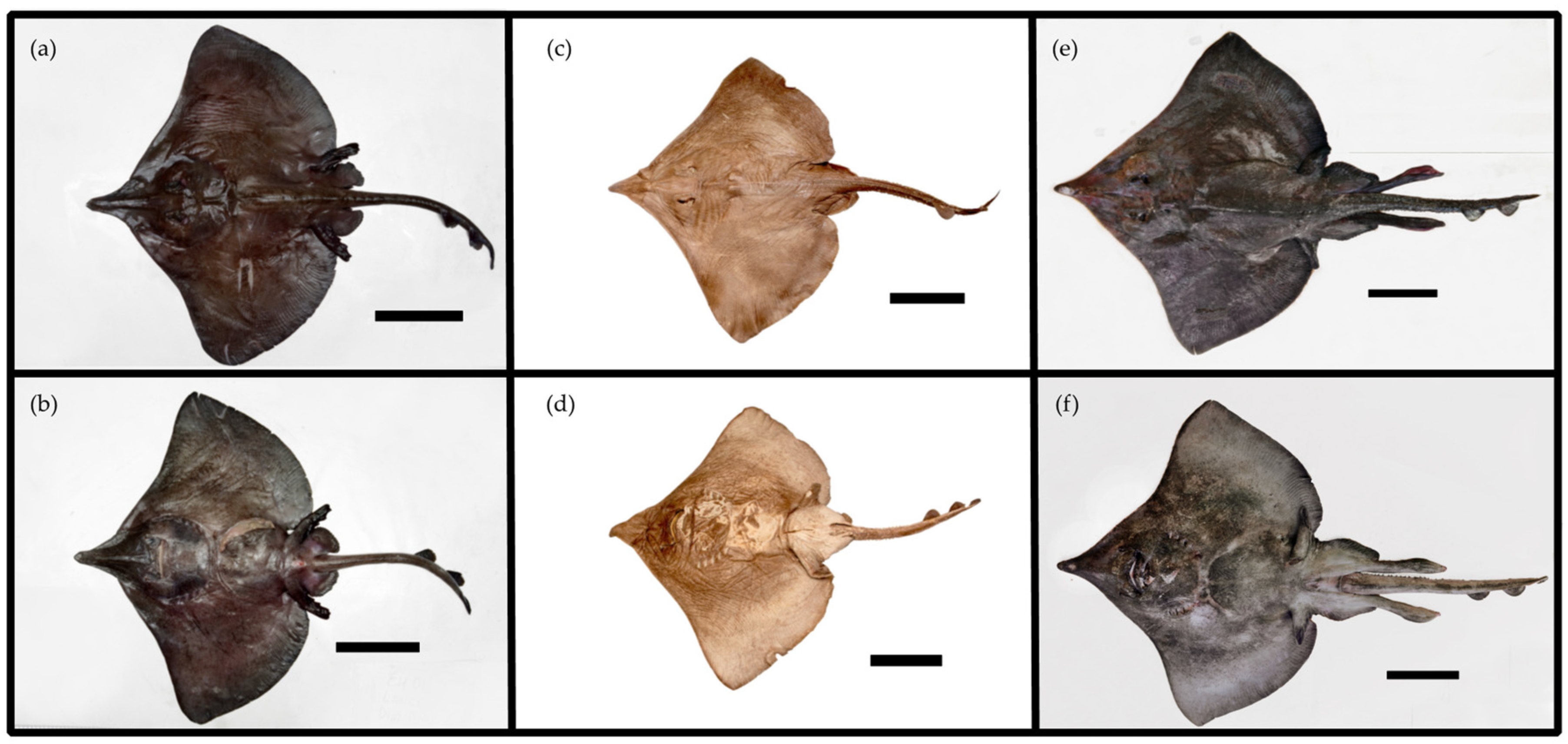 Diversity 16 00146 g001