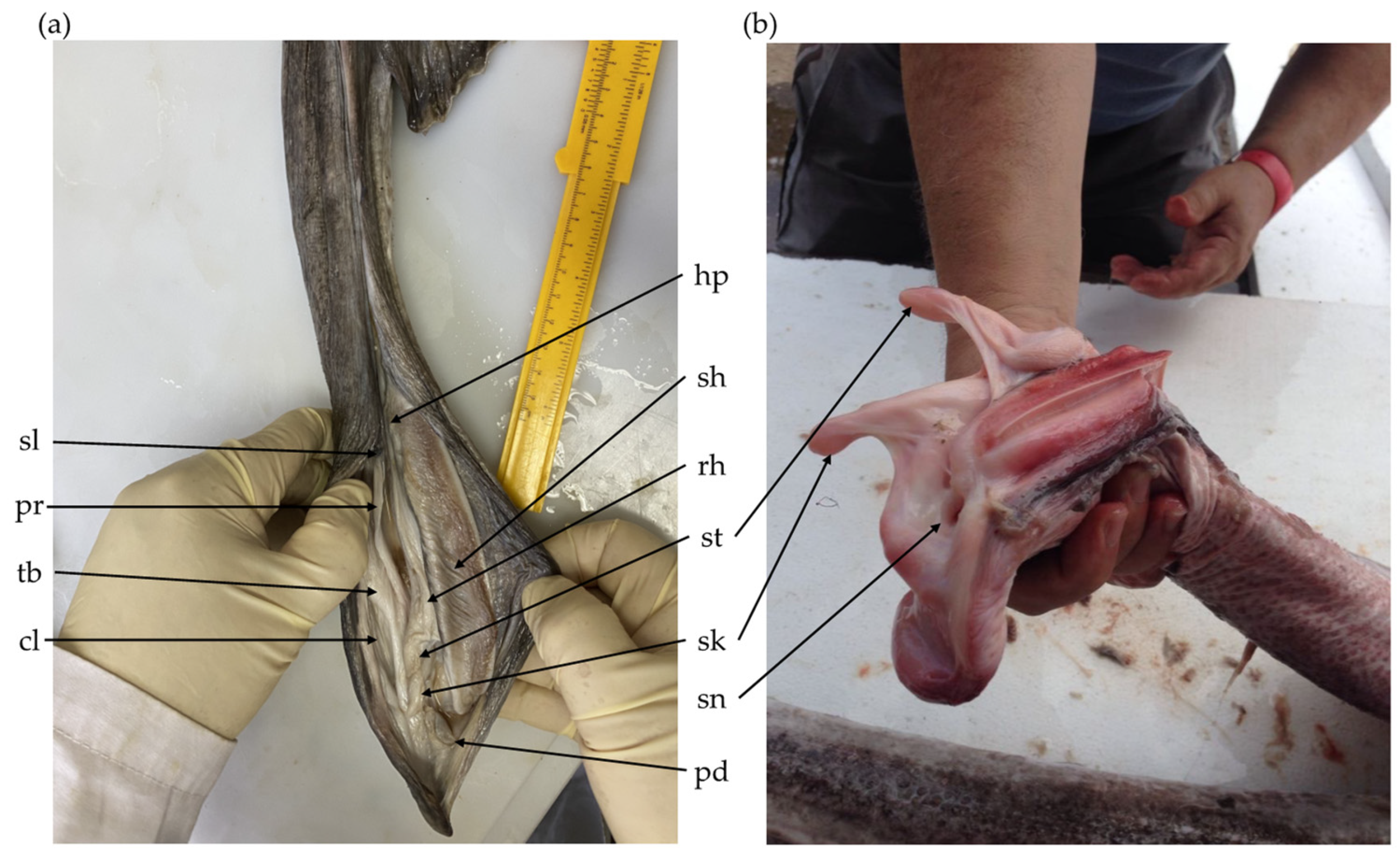 Diversity 16 00146 g002
