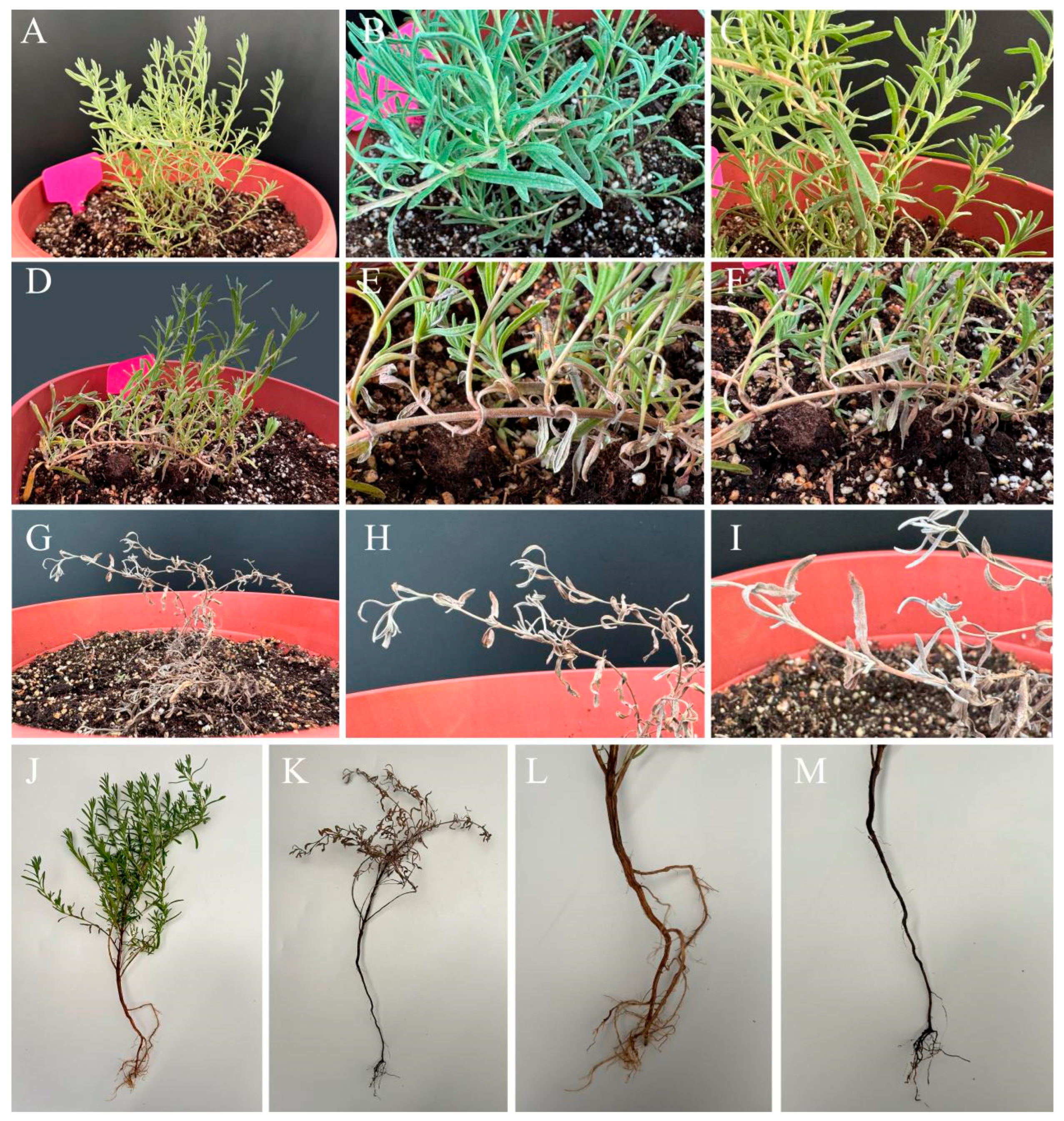 Diversity 16 00148 g003