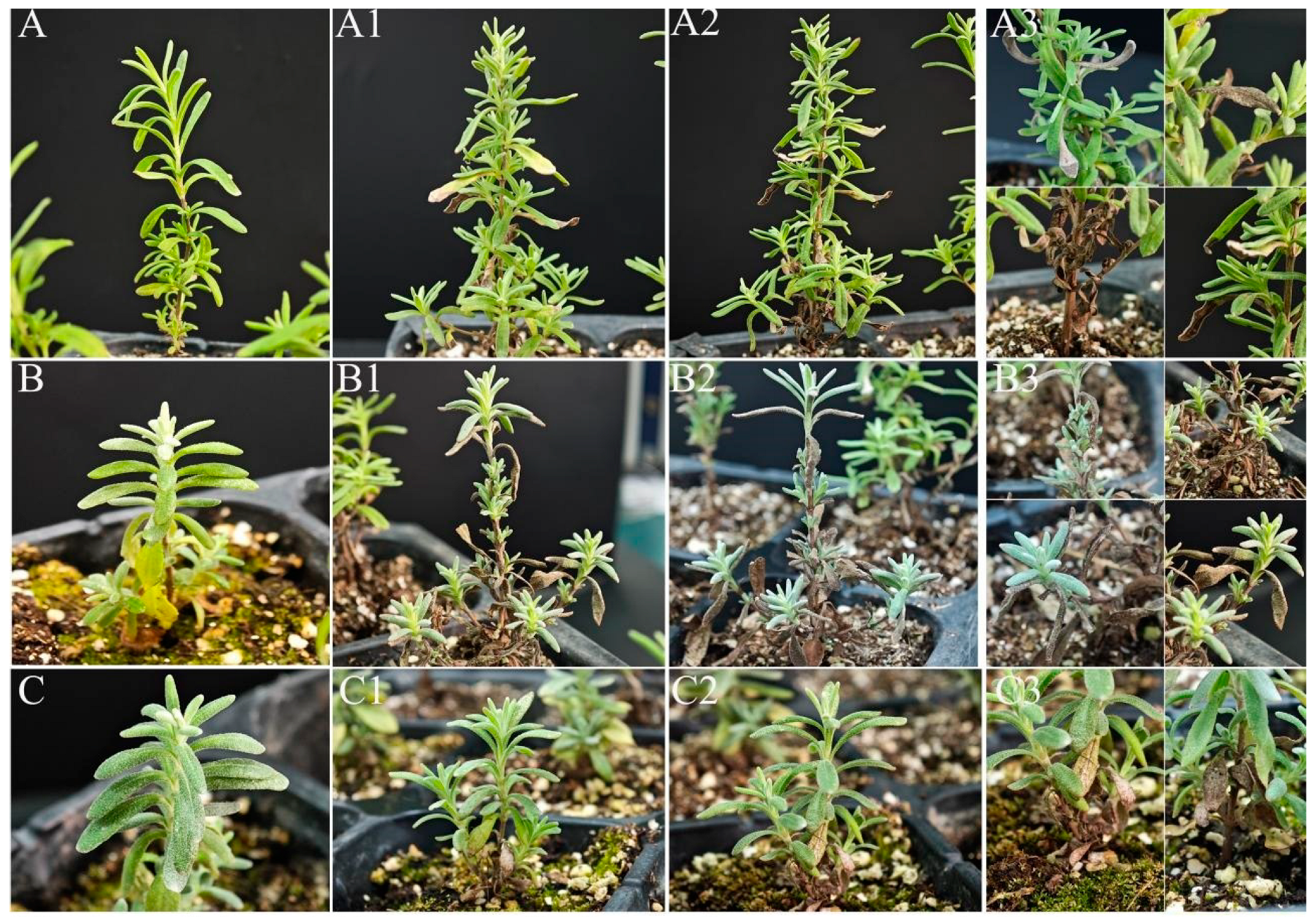 Diversity 16 00148 g005a