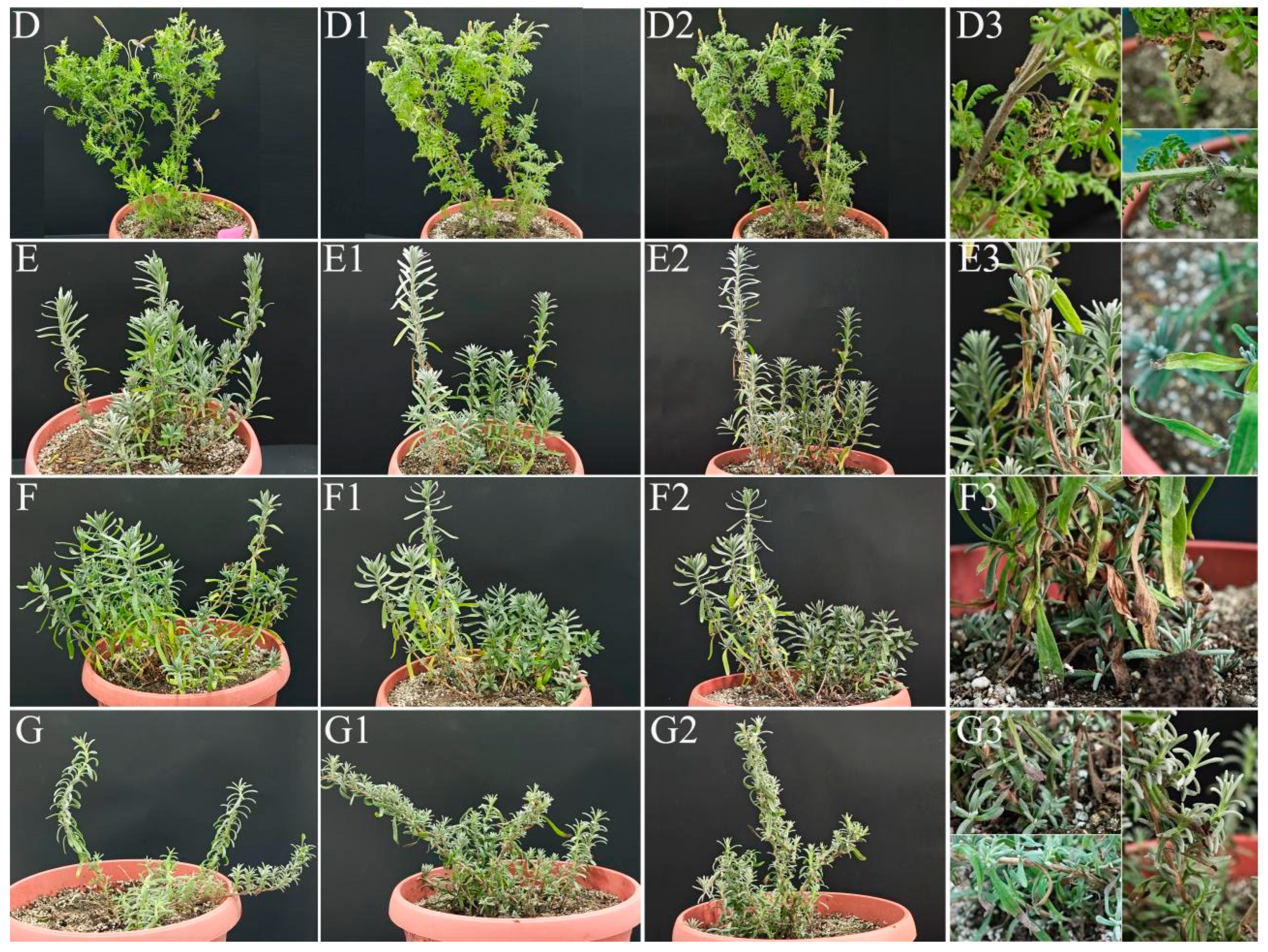 Diversity 16 00148 g005b