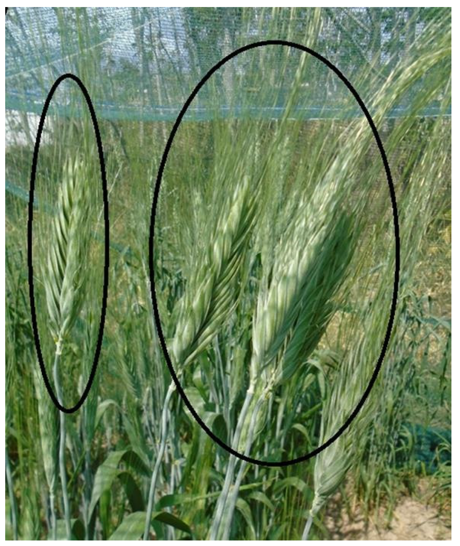 Diversity 16 00151 g002