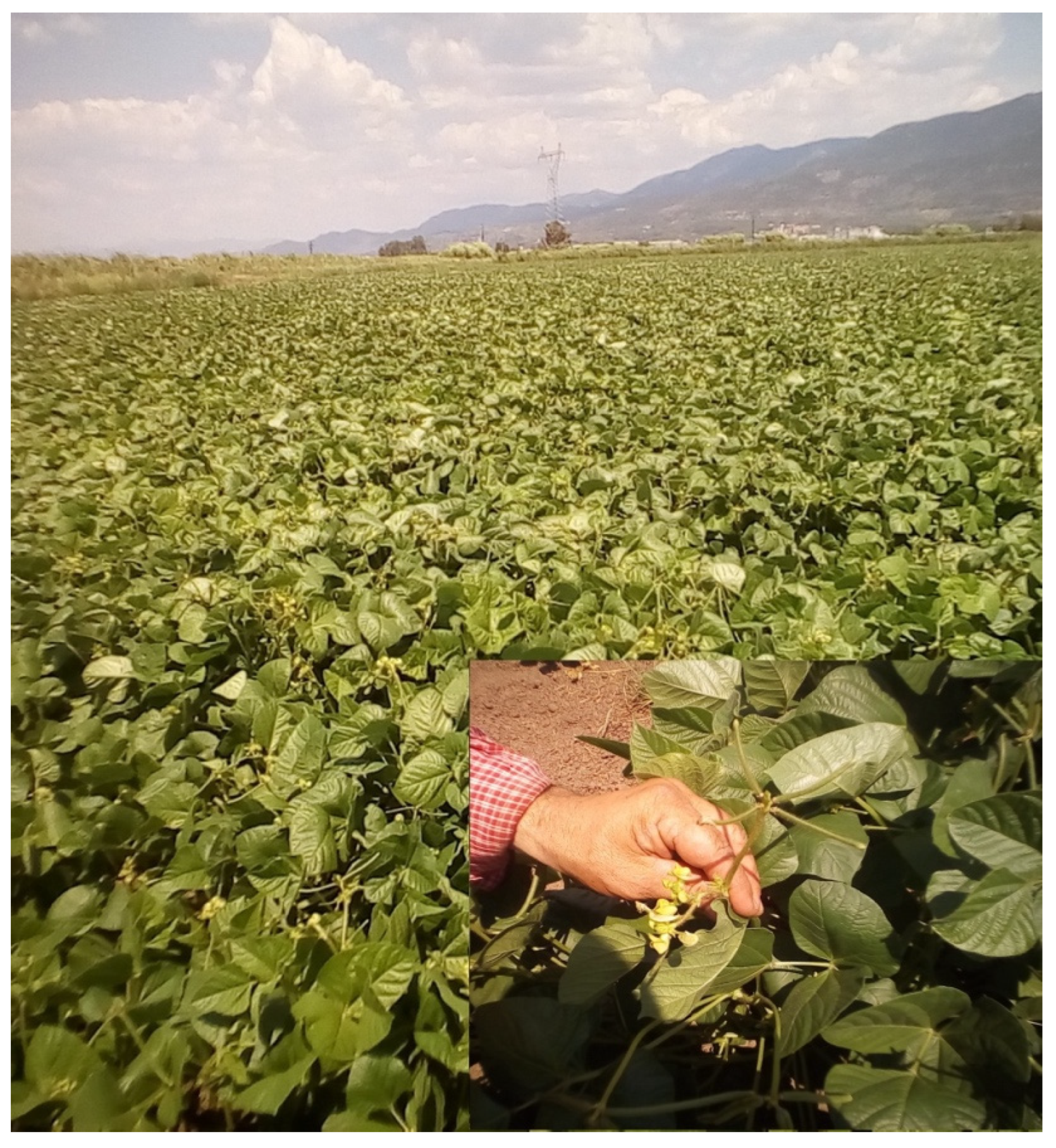 Diversity 16 00151 g005