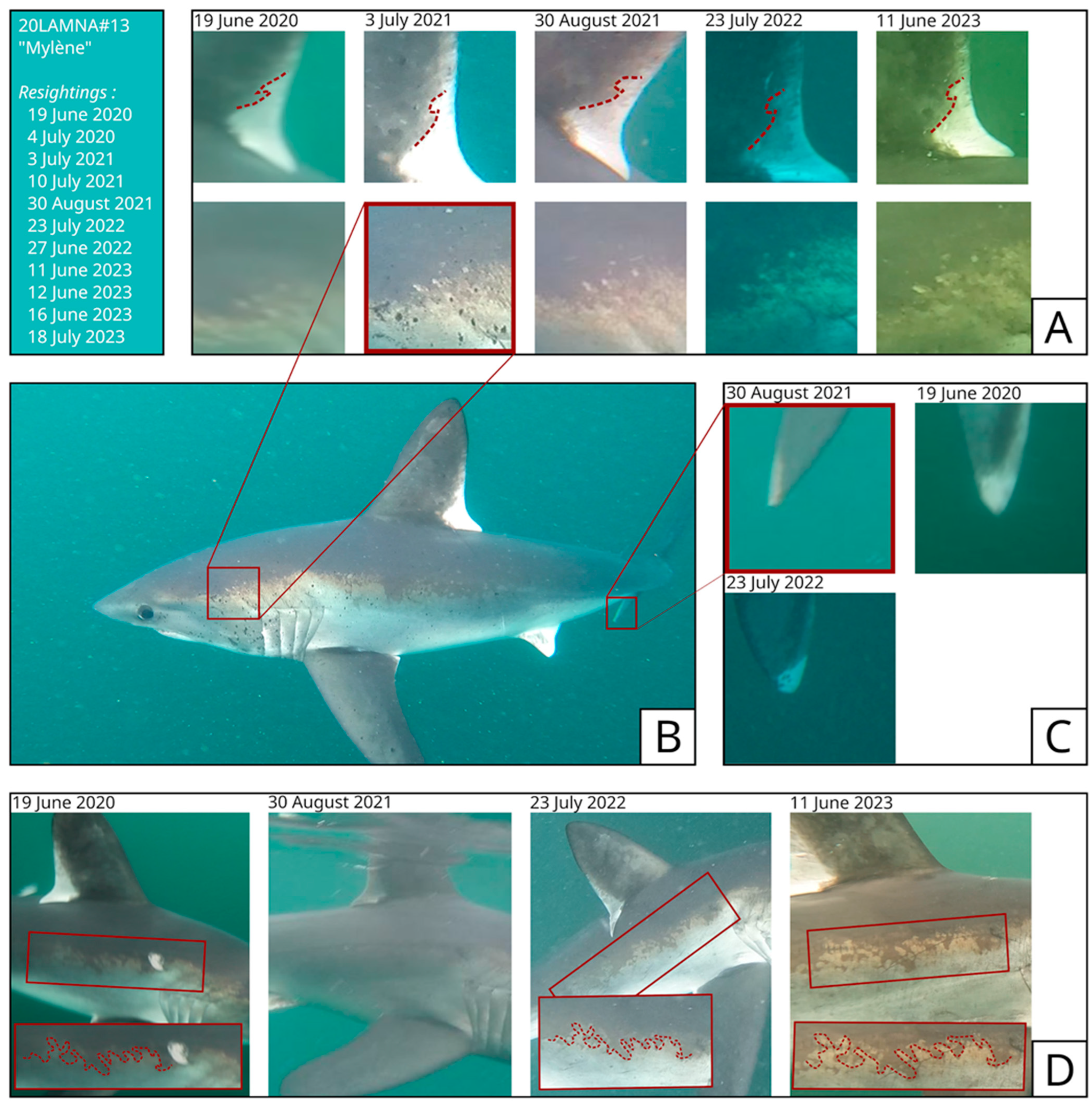 Diversity 16 00155 g004