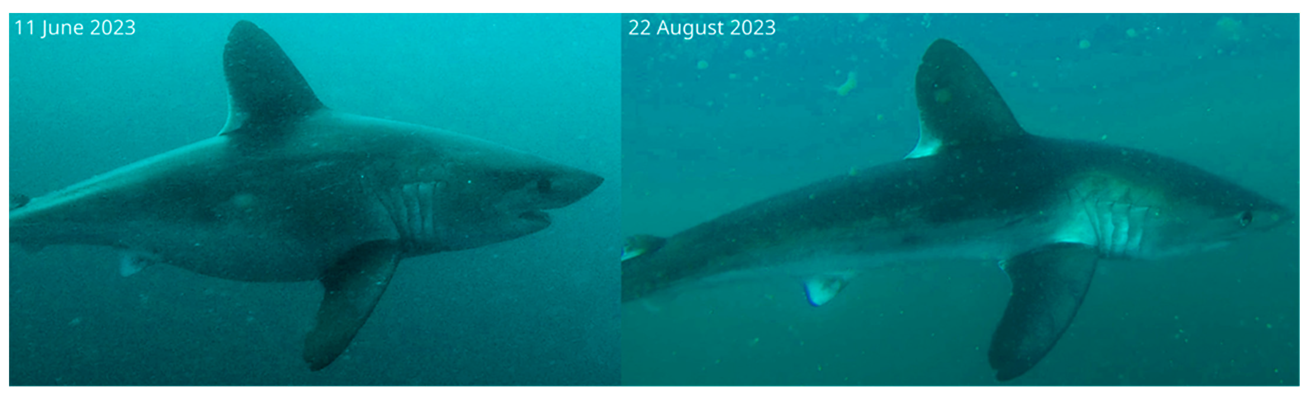 Diversity 16 00155 g0a2