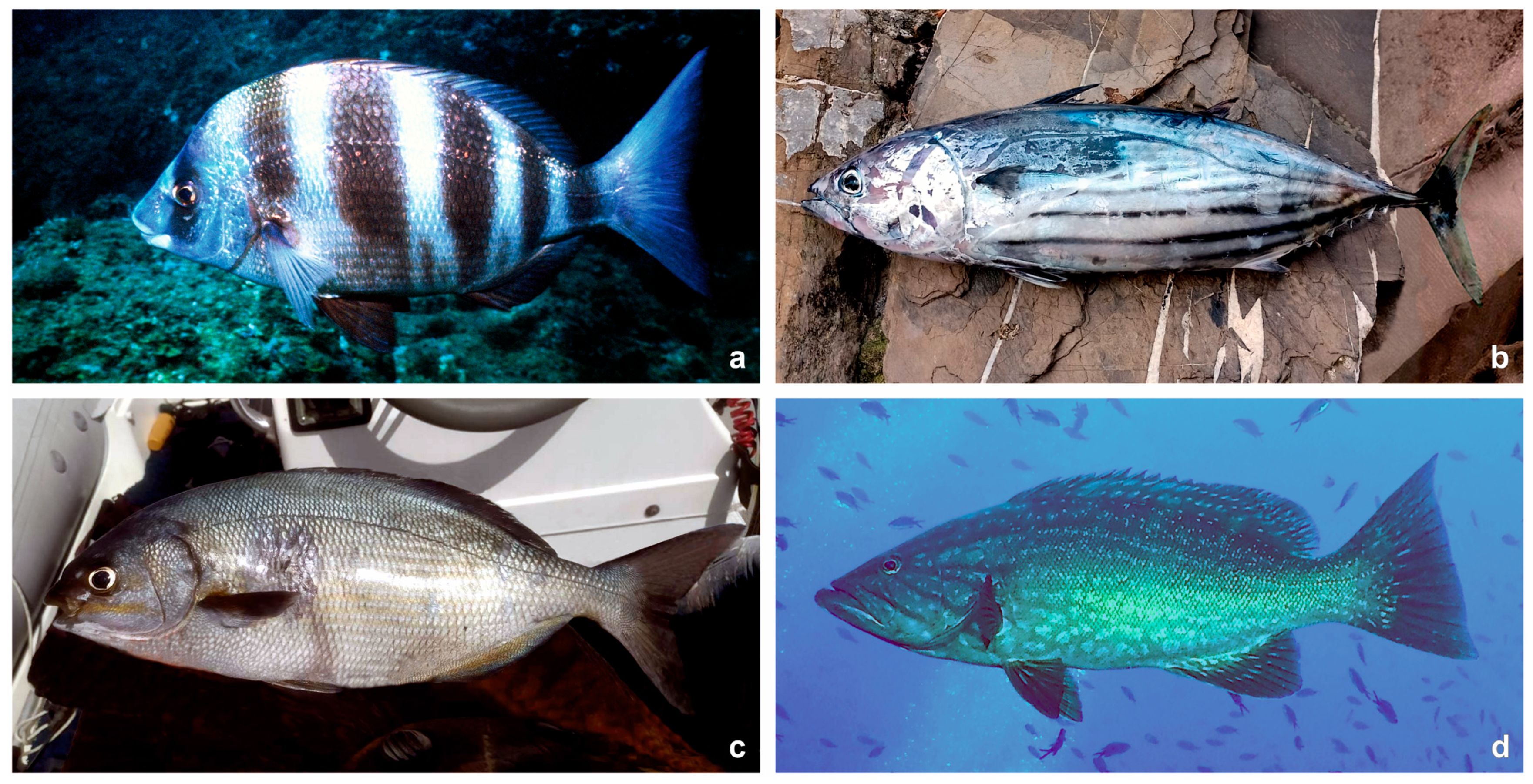 Diversity 16 00159 g002 Diversity 16 00159 g002