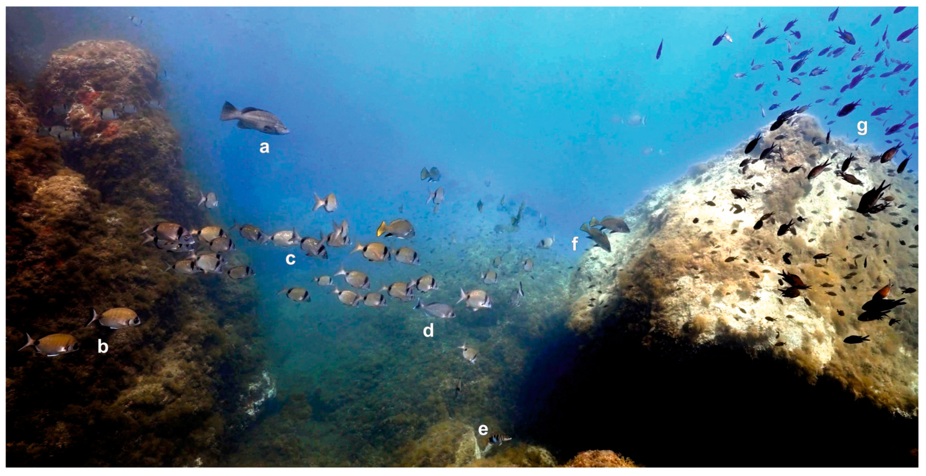 Diversity 16 00159 g005 Diversity 16 00159 g005