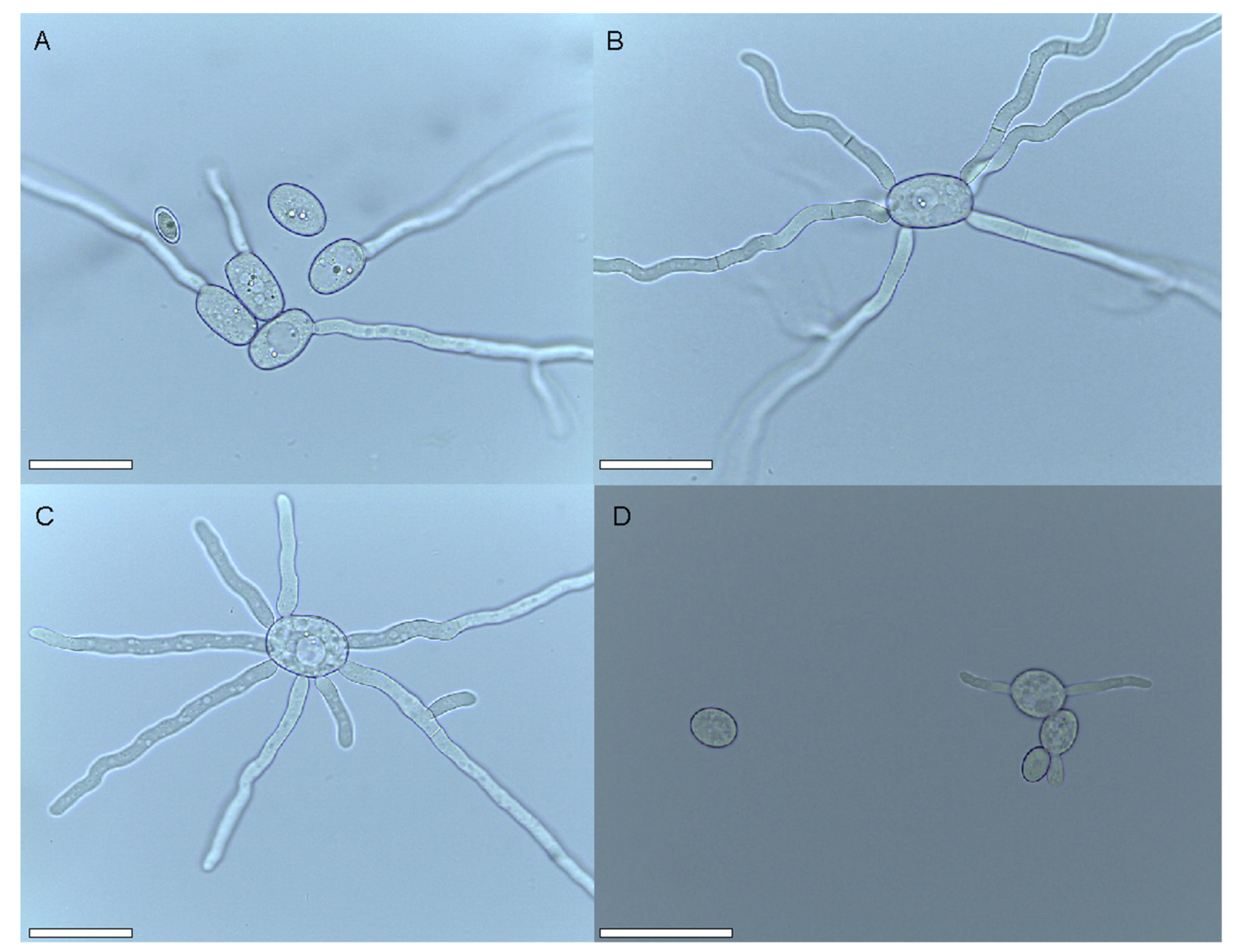 Diversity 16 00165 g003