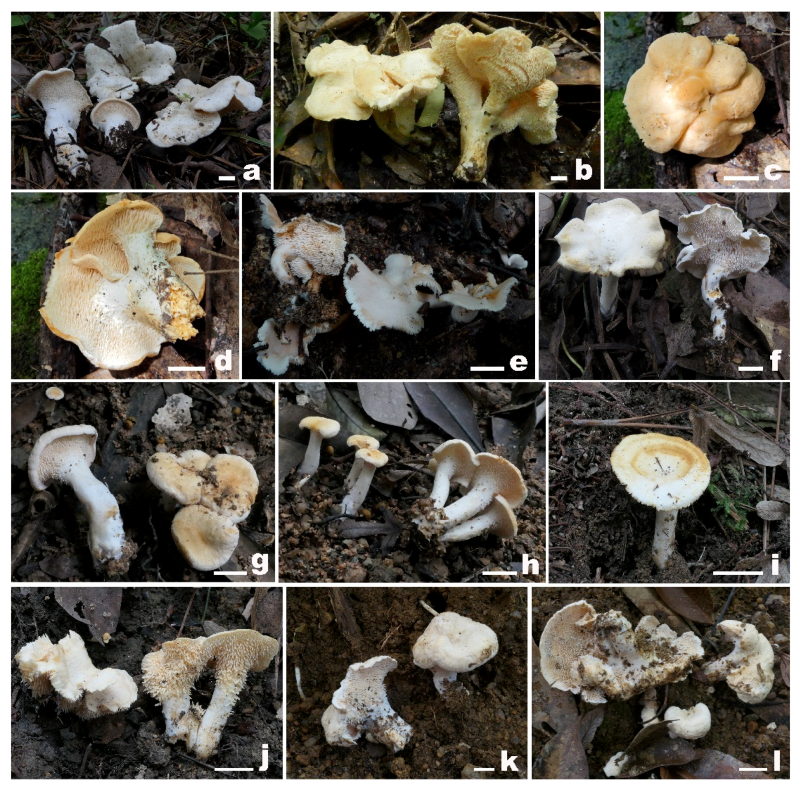 Diversity 16 00166 g002