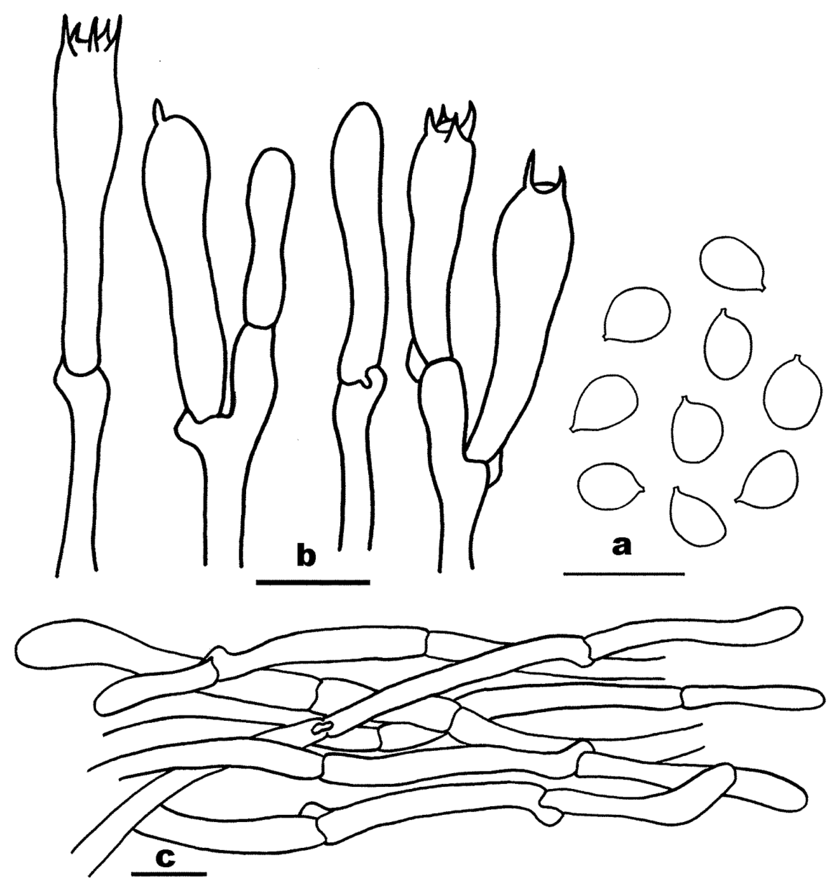 Diversity 16 00166 g003