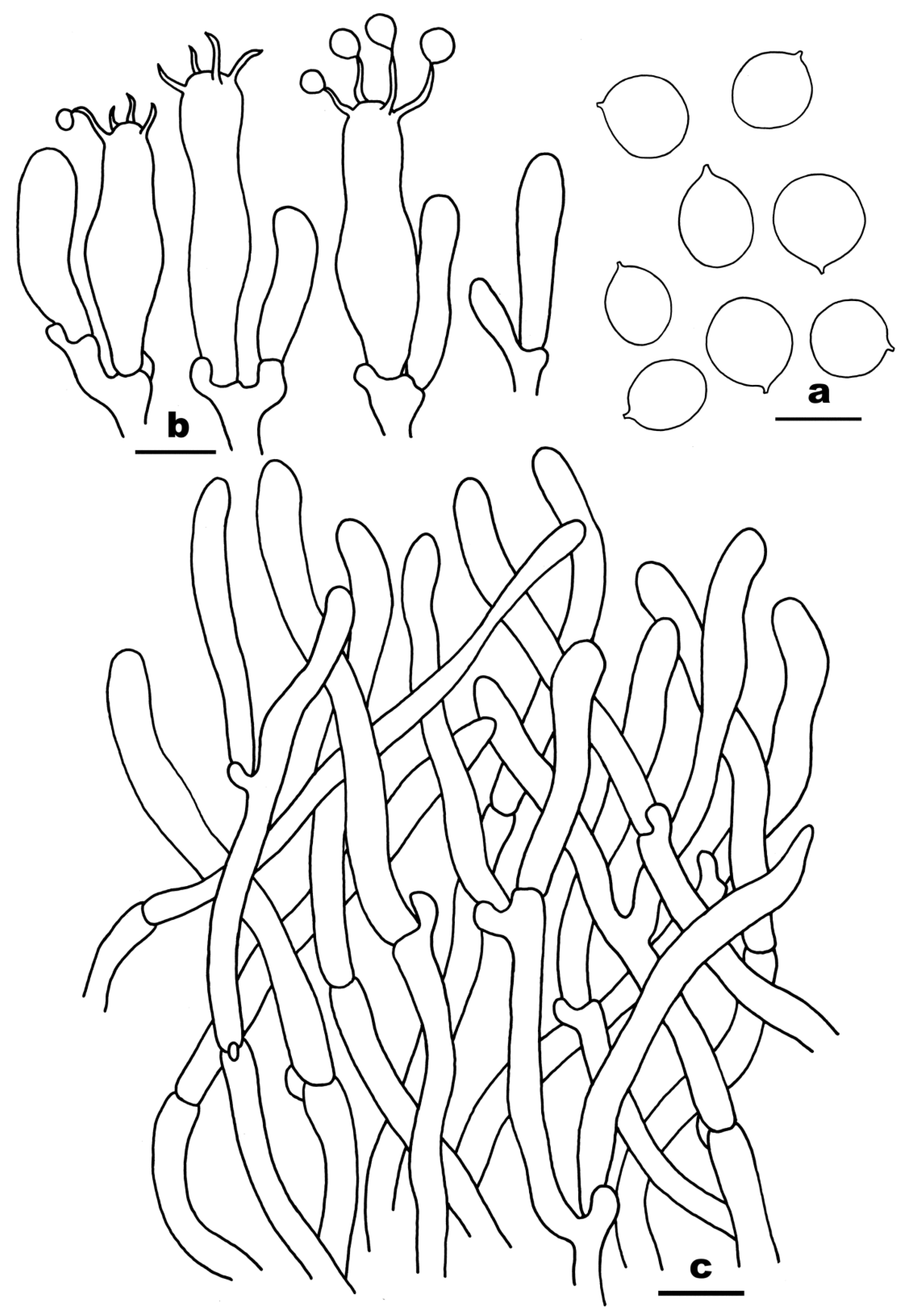 Diversity 16 00166 g004