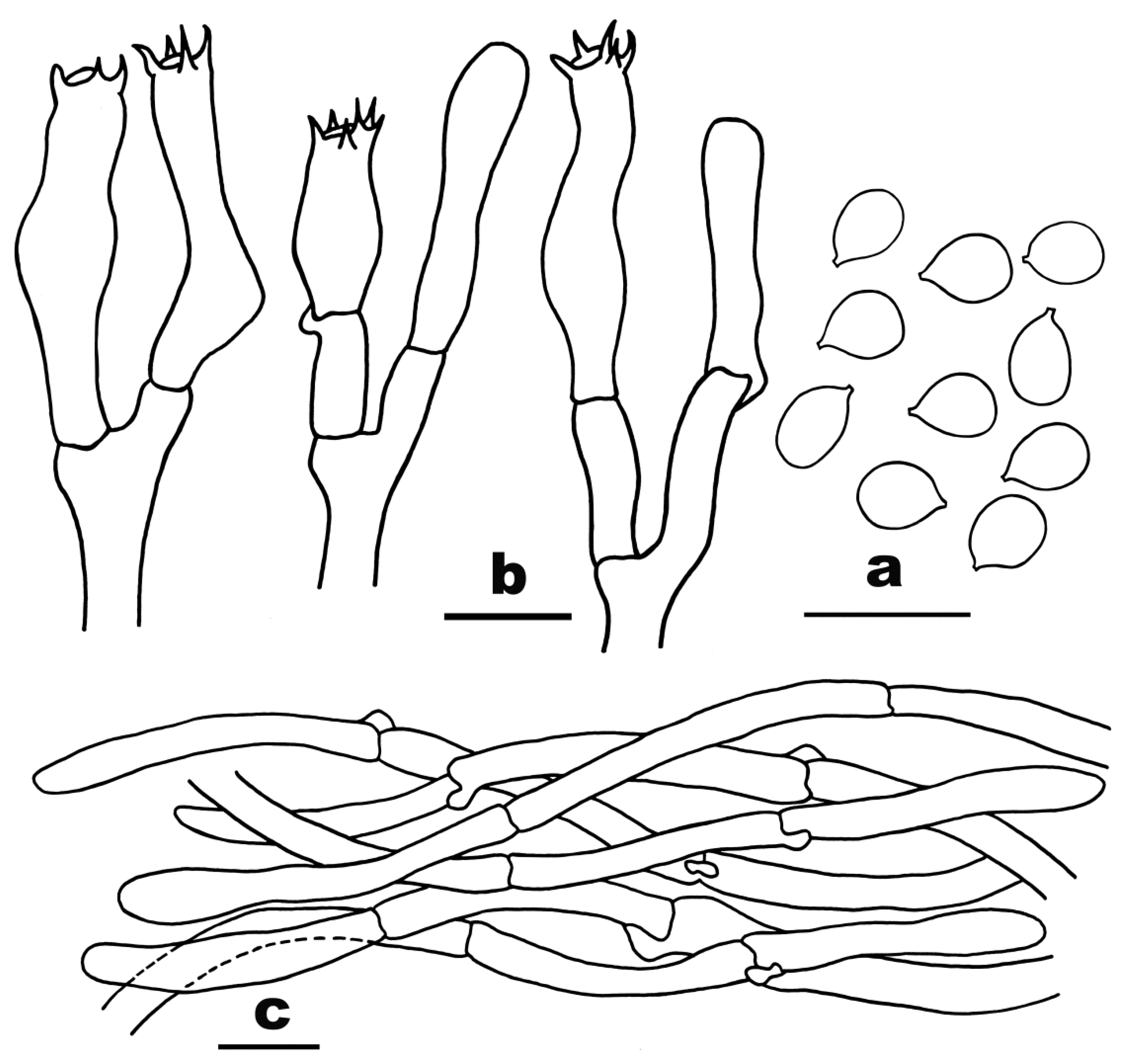 Diversity 16 00166 g005
