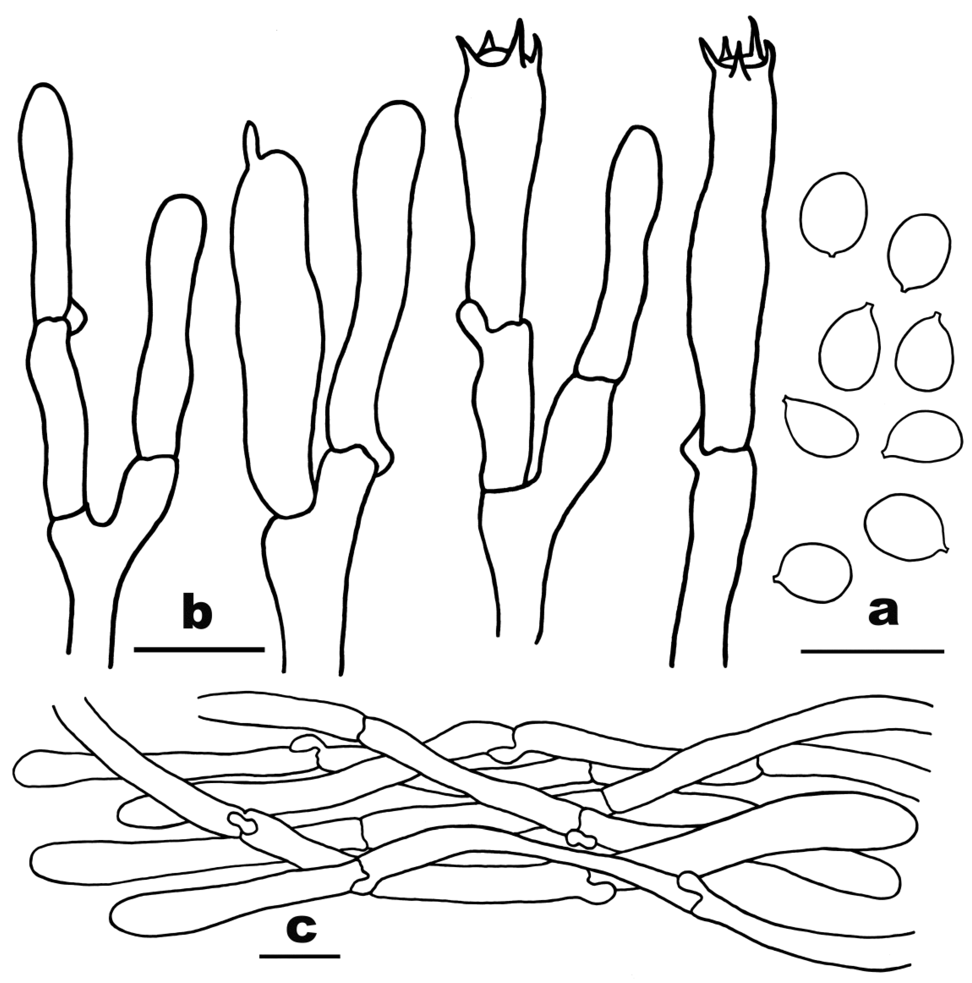 Diversity 16 00166 g006