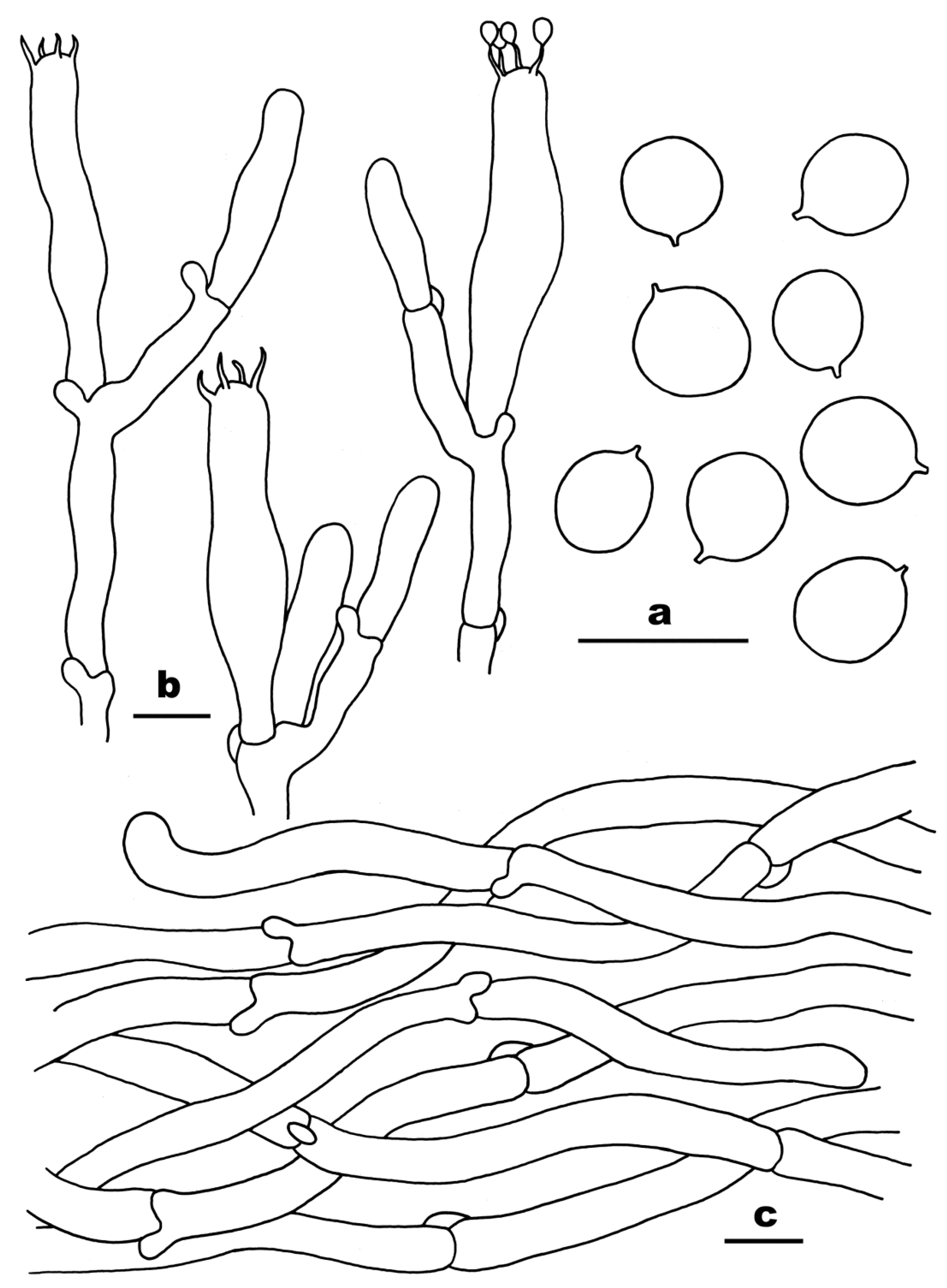 Diversity 16 00166 g008