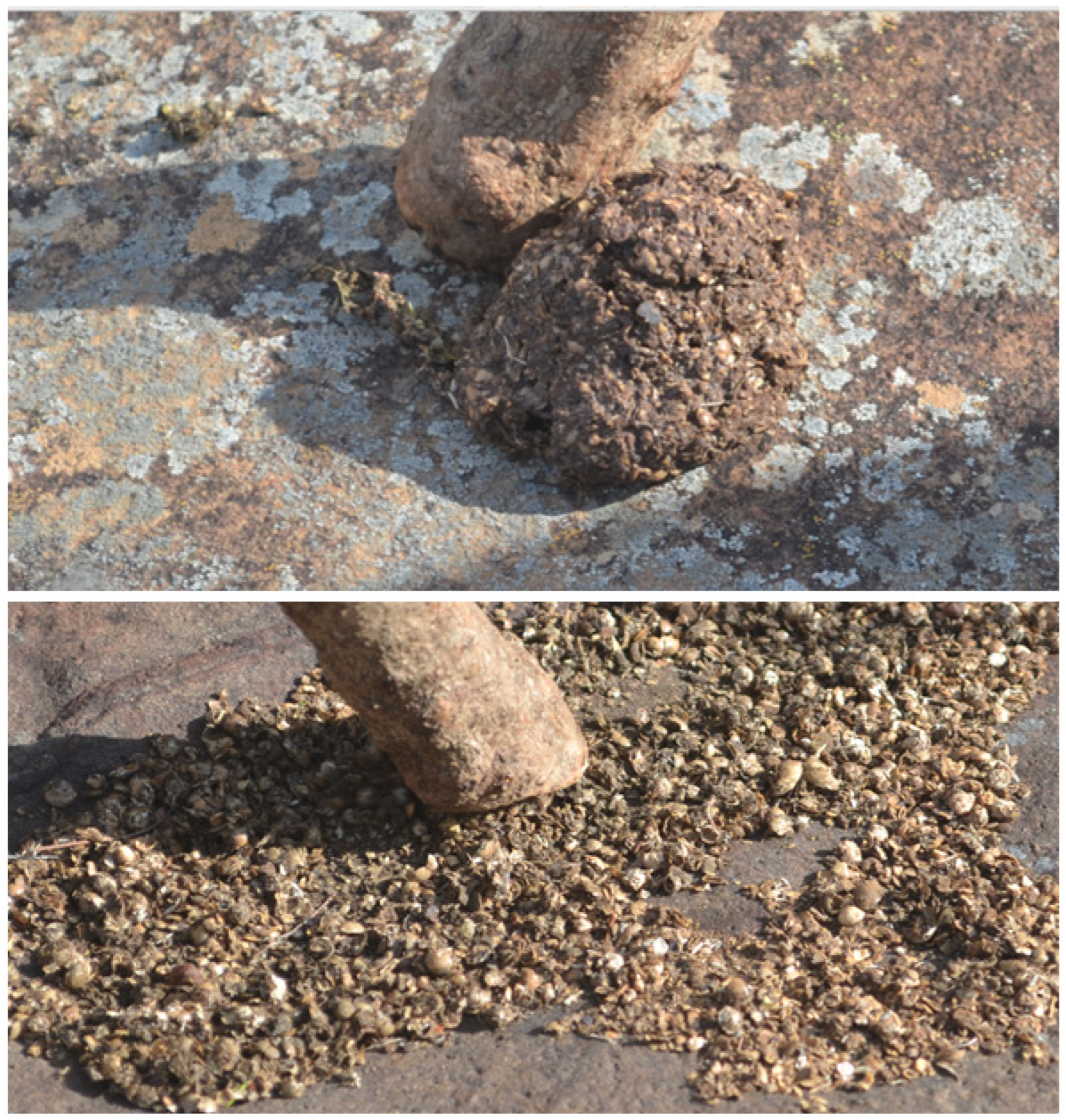 Diversity 16 00168 g004