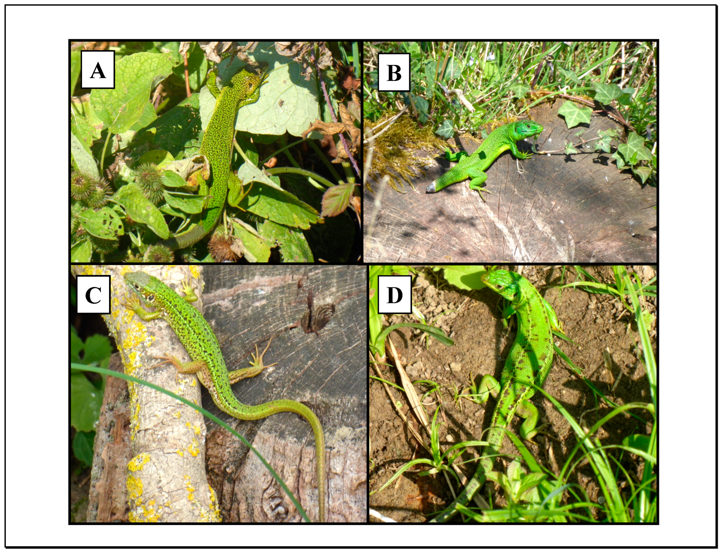 Diversity 16 00169 g002