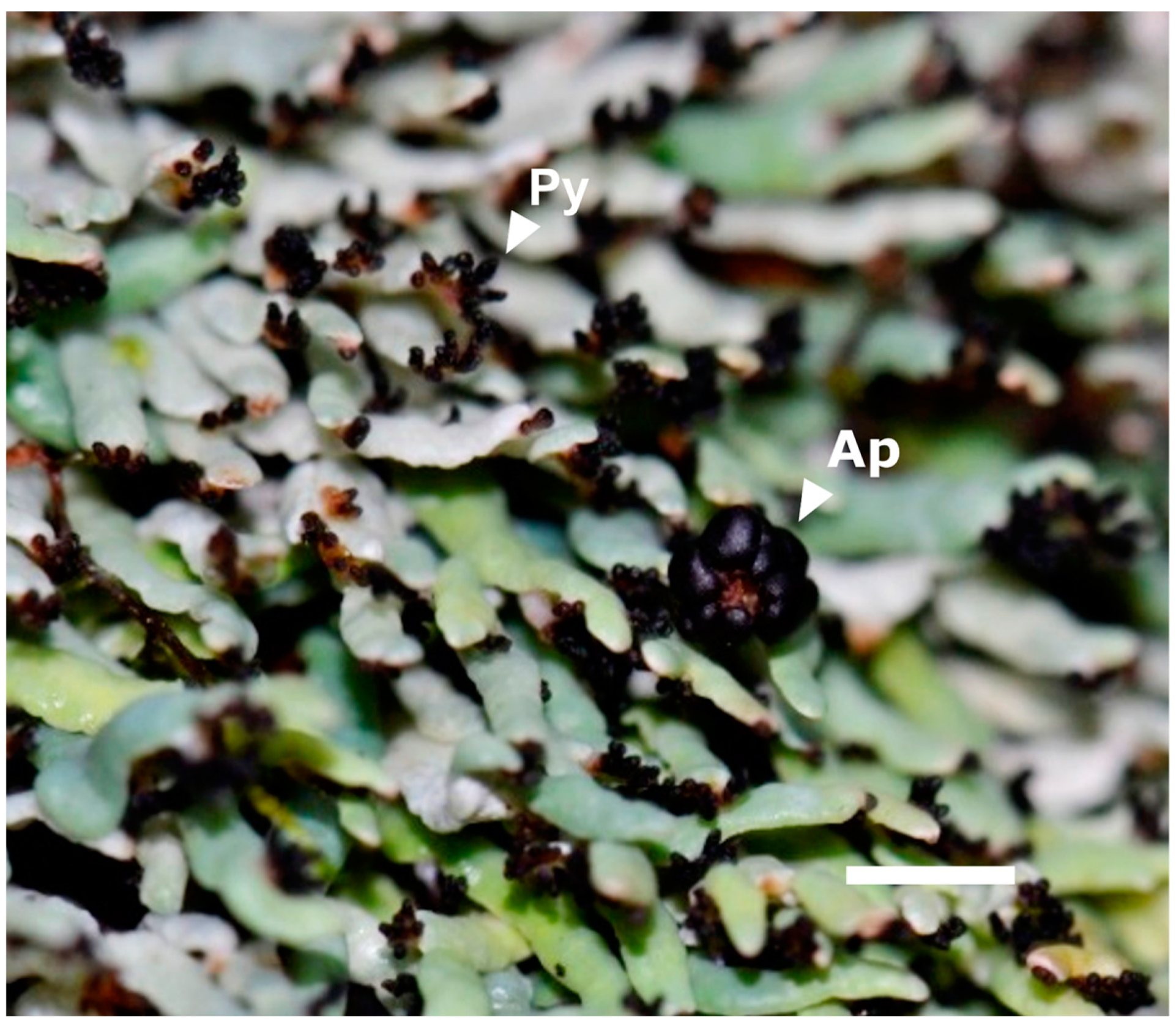 Diversity 16 00178 g001