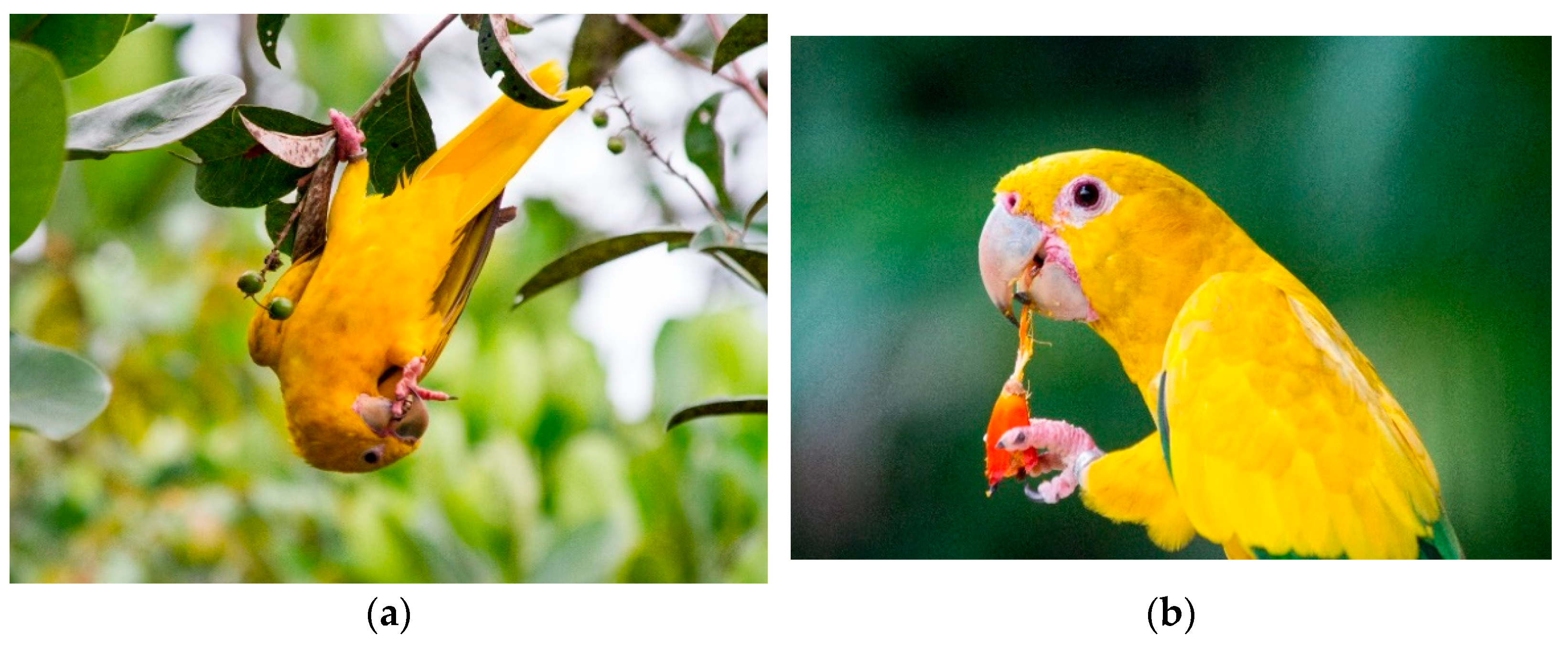 Diversity 16 00188 g001