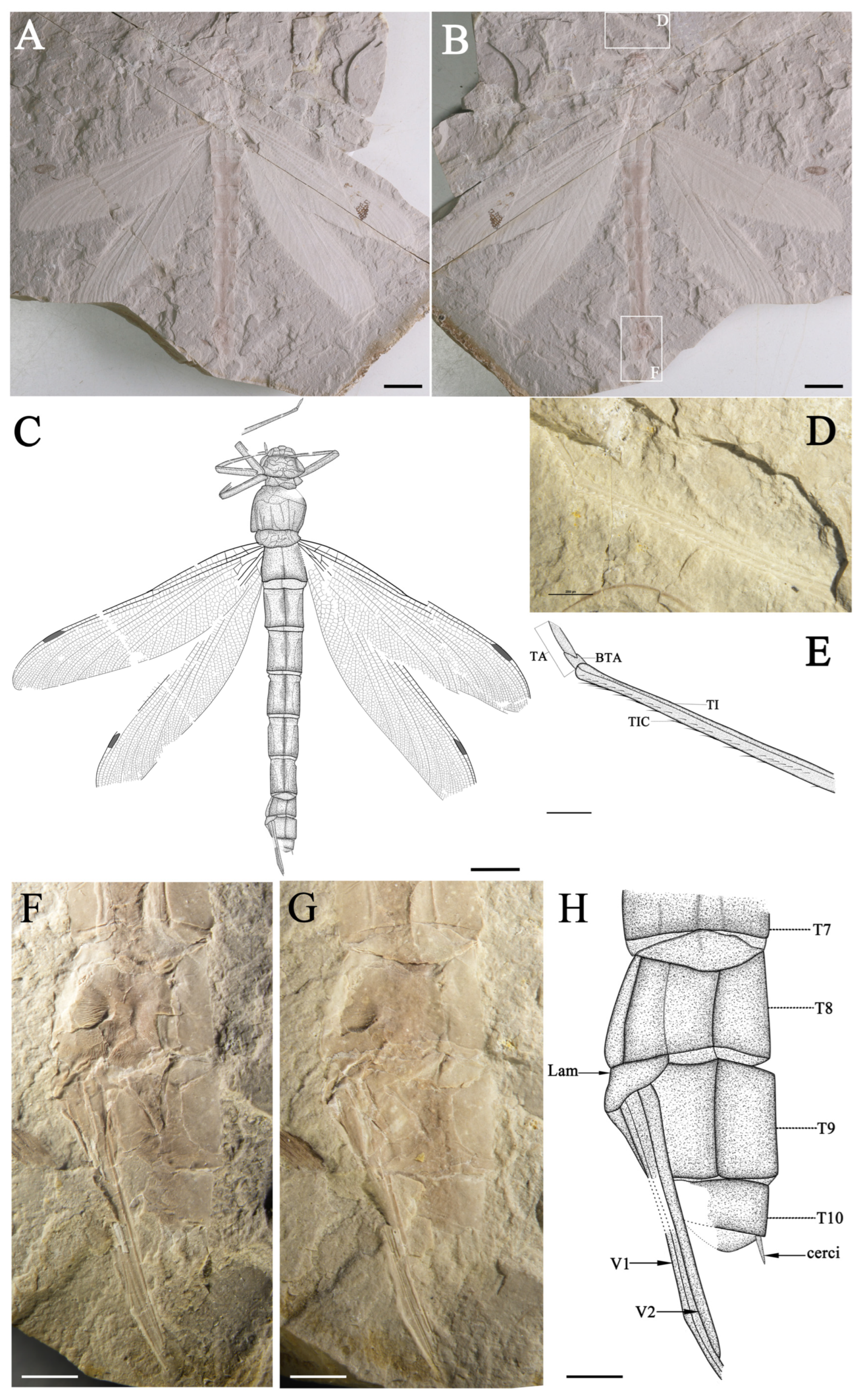 Diversity 16 00191 g001