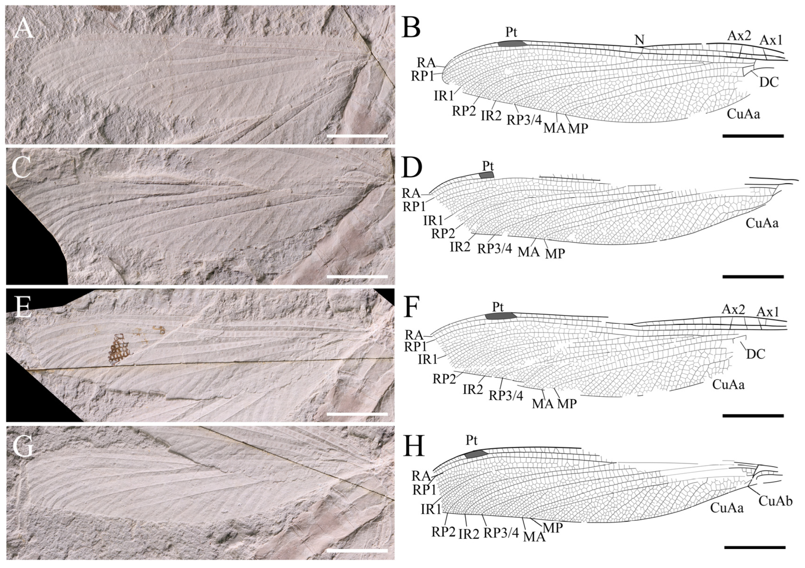 Diversity 16 00191 g002