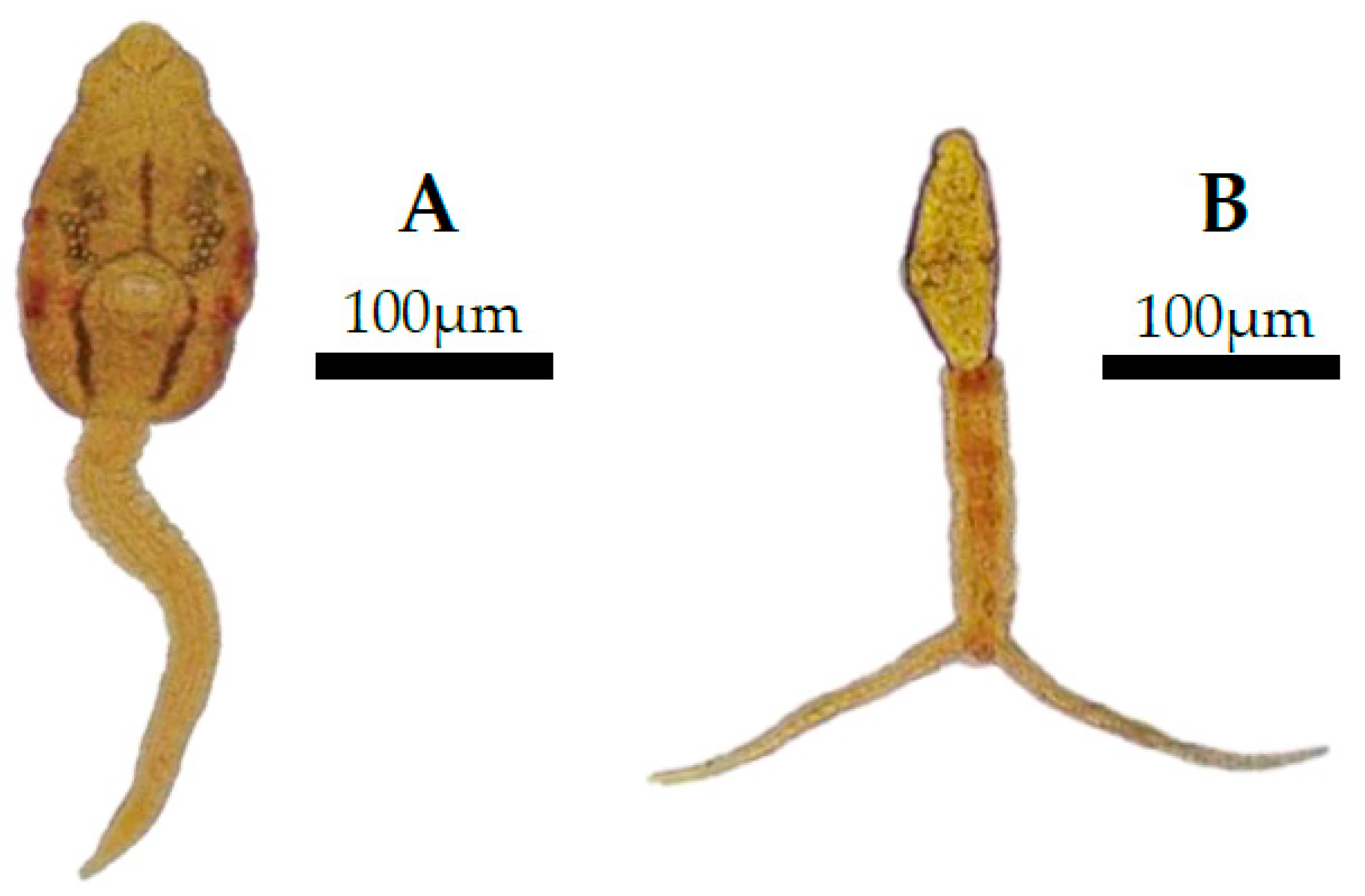 Diversity 16 00193 g008 Diversity 16 00193 g008