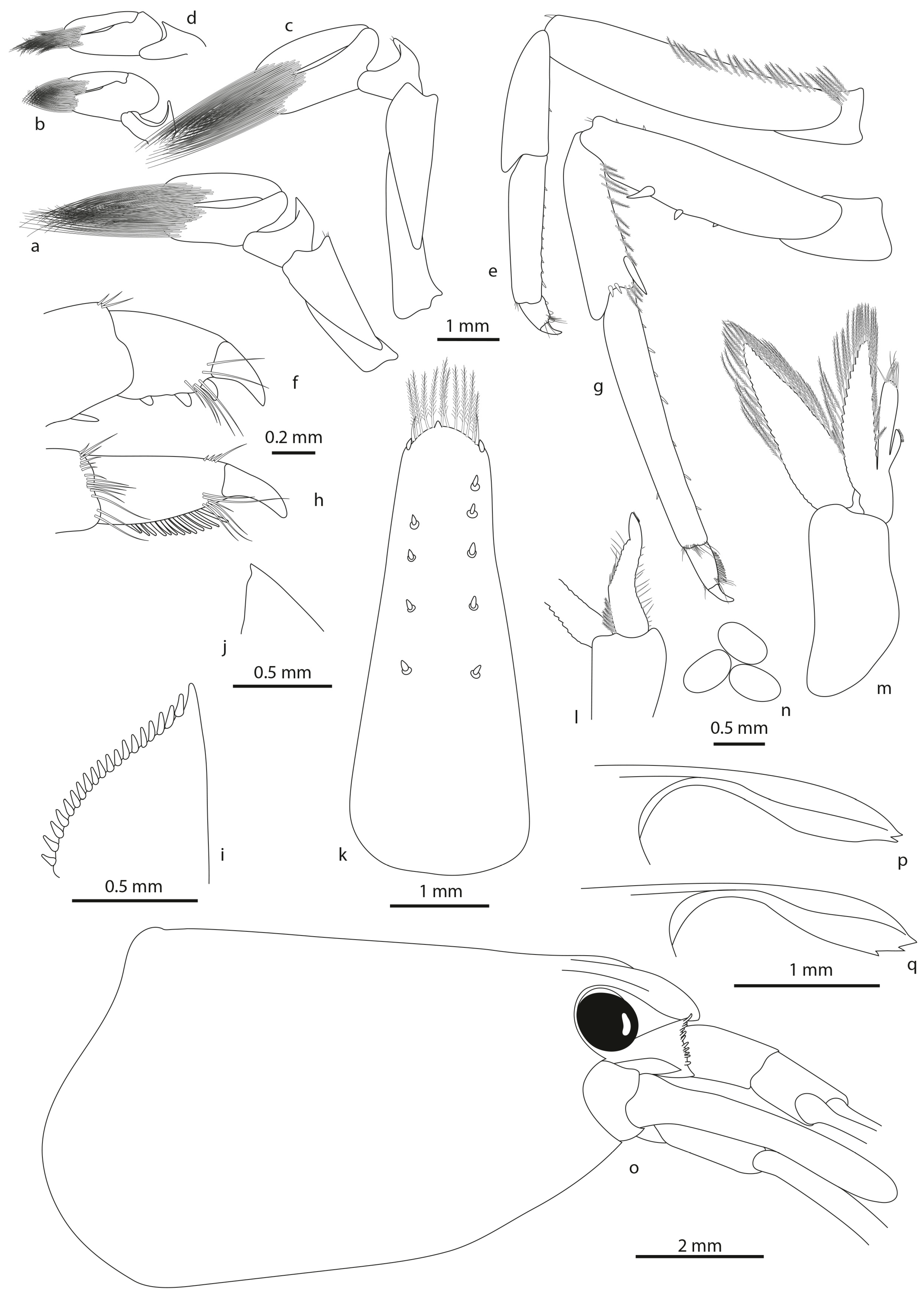 Diversity 16 00200 g004 Diversity 16 00200 g004